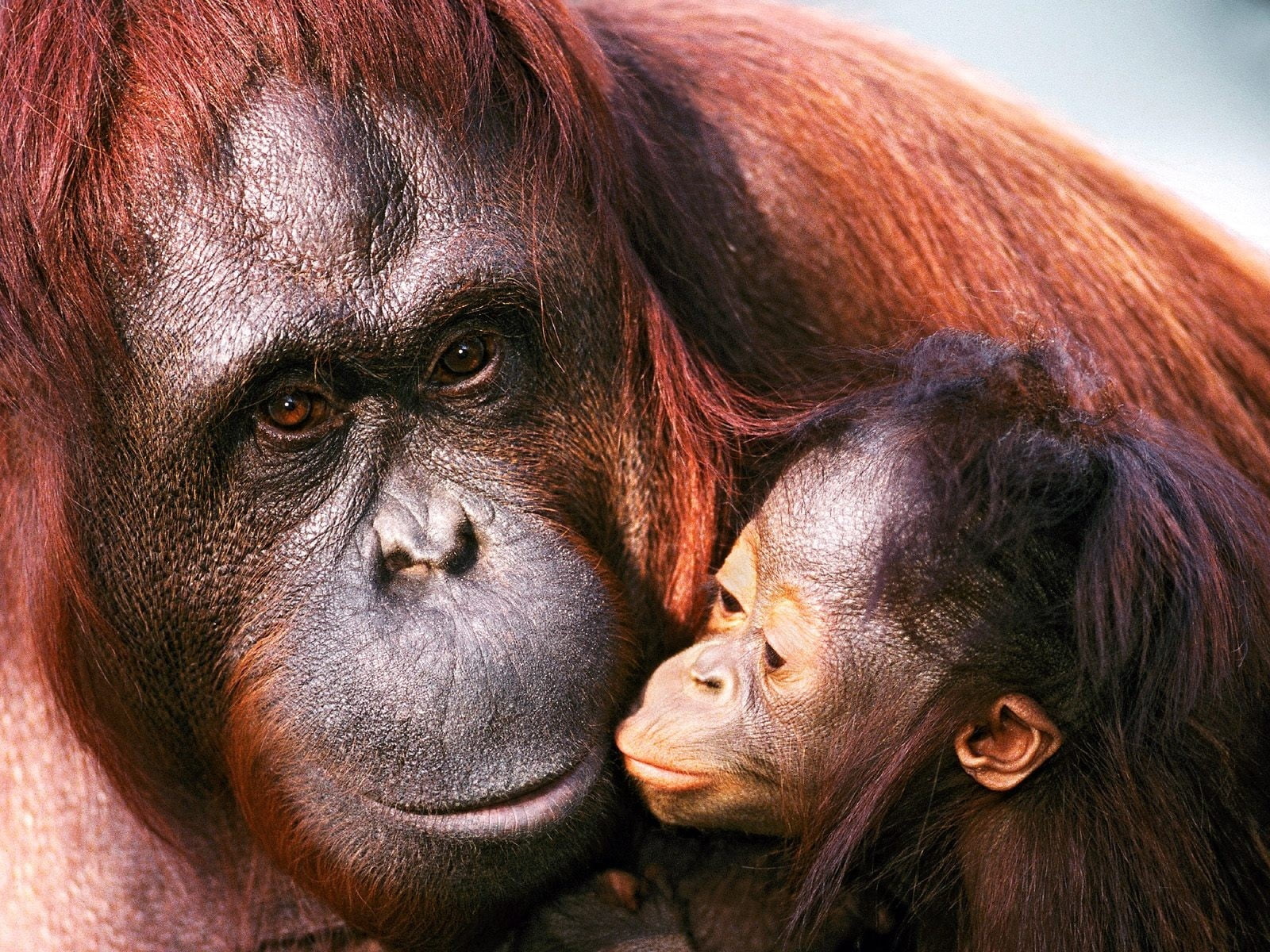 close-up, tropical Rainforest, female, animal, orangutan, nature, animal wildlife, people, mammal, monkey, two animals, cute, endangered Species, caring, HD Wallpaper