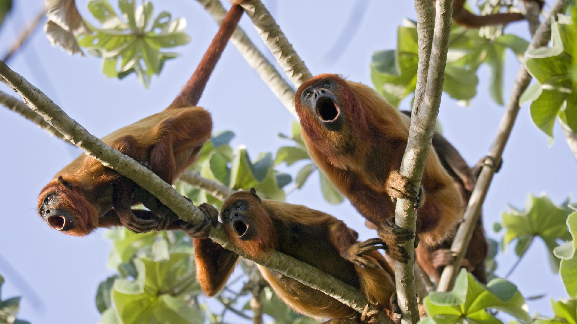red, monkeys, 1080P, venezuela, HD Wallpaper