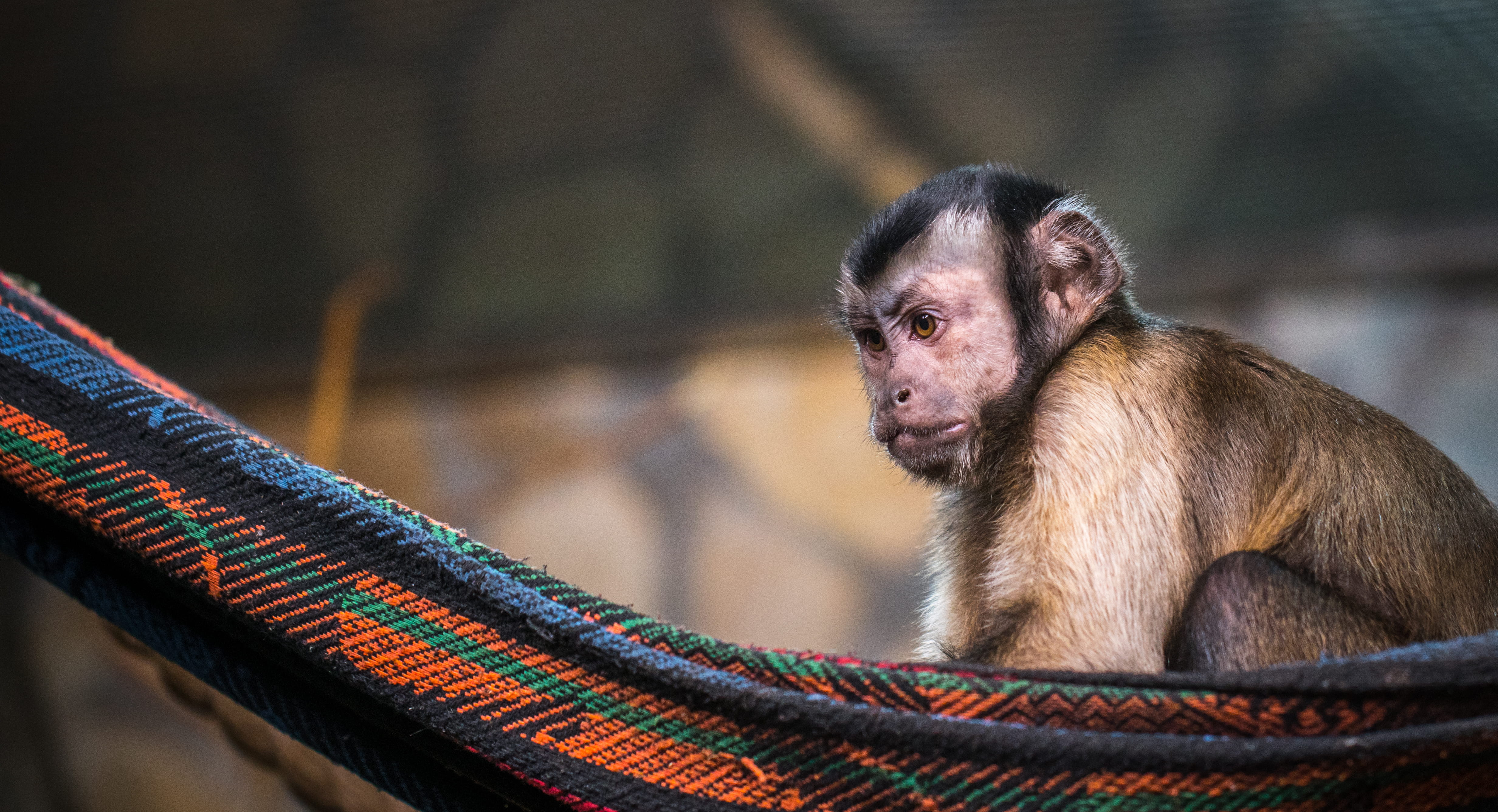 pet, animal photography, mammal, wood, one animal, day, head, looking, wildlife, cute, hammock, sitting, portrait, fur, brown, monkey, zoo, no people, wild, HD Wallpaper