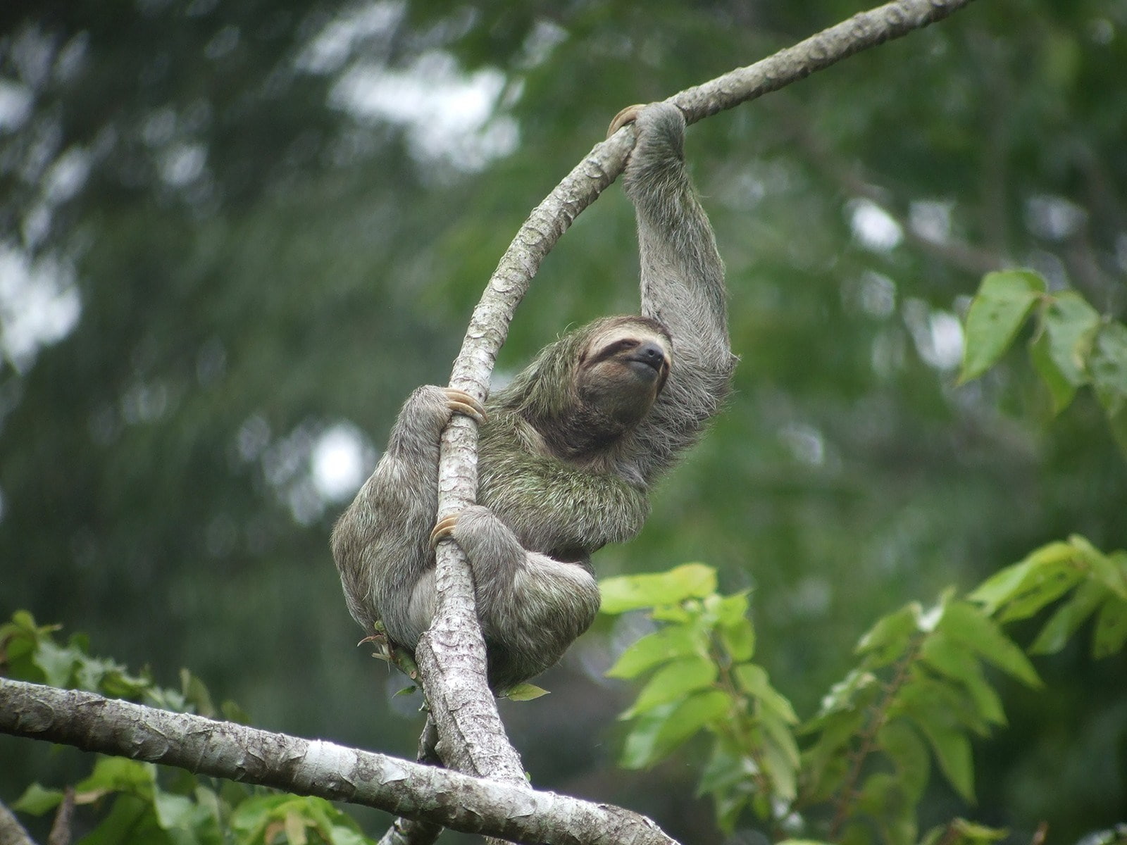 720P, three toed sloth, HD Wallpaper