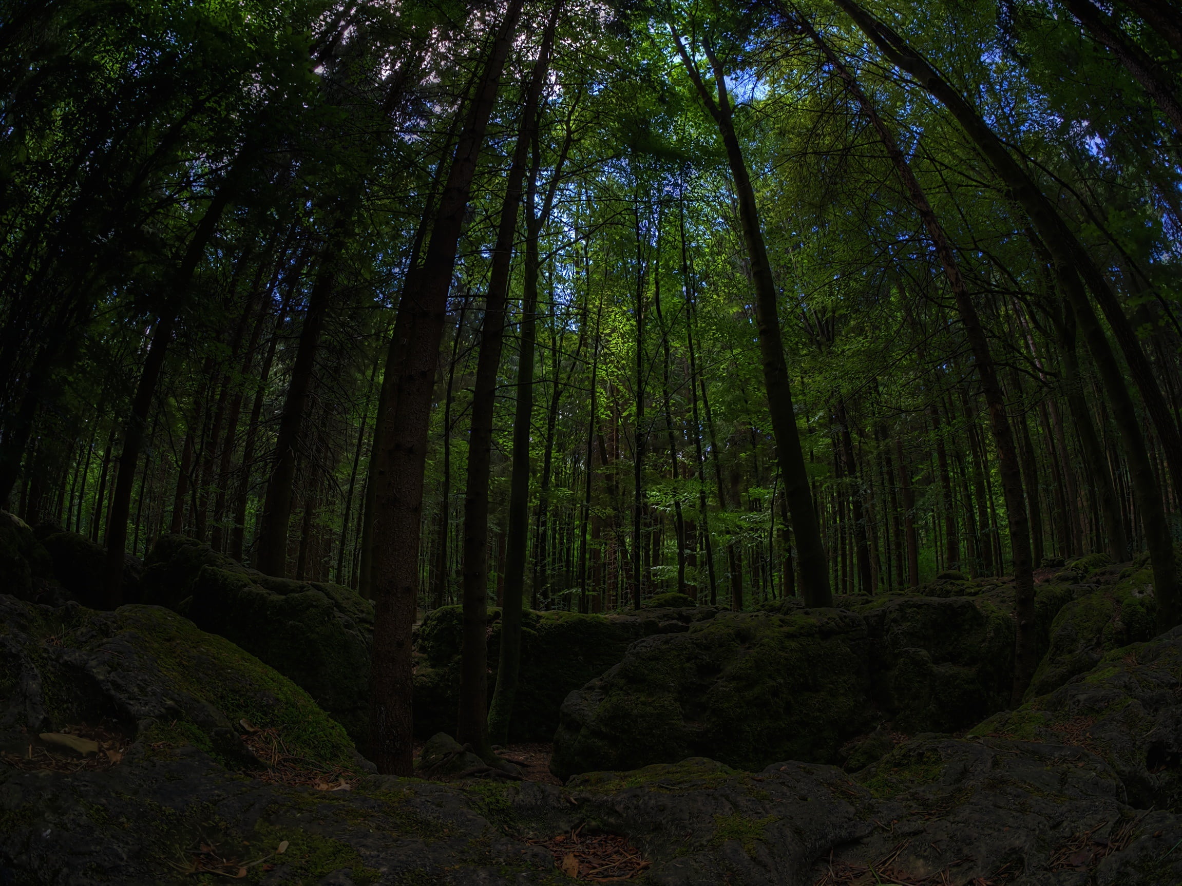 bemoost, tranquil scene, tranquility, plant, trunk, bamboo - plant, forest, birds, wild, low angle view, dark, non-urban scene, nature, outdoors, scenics - nature, HD Wallpaper