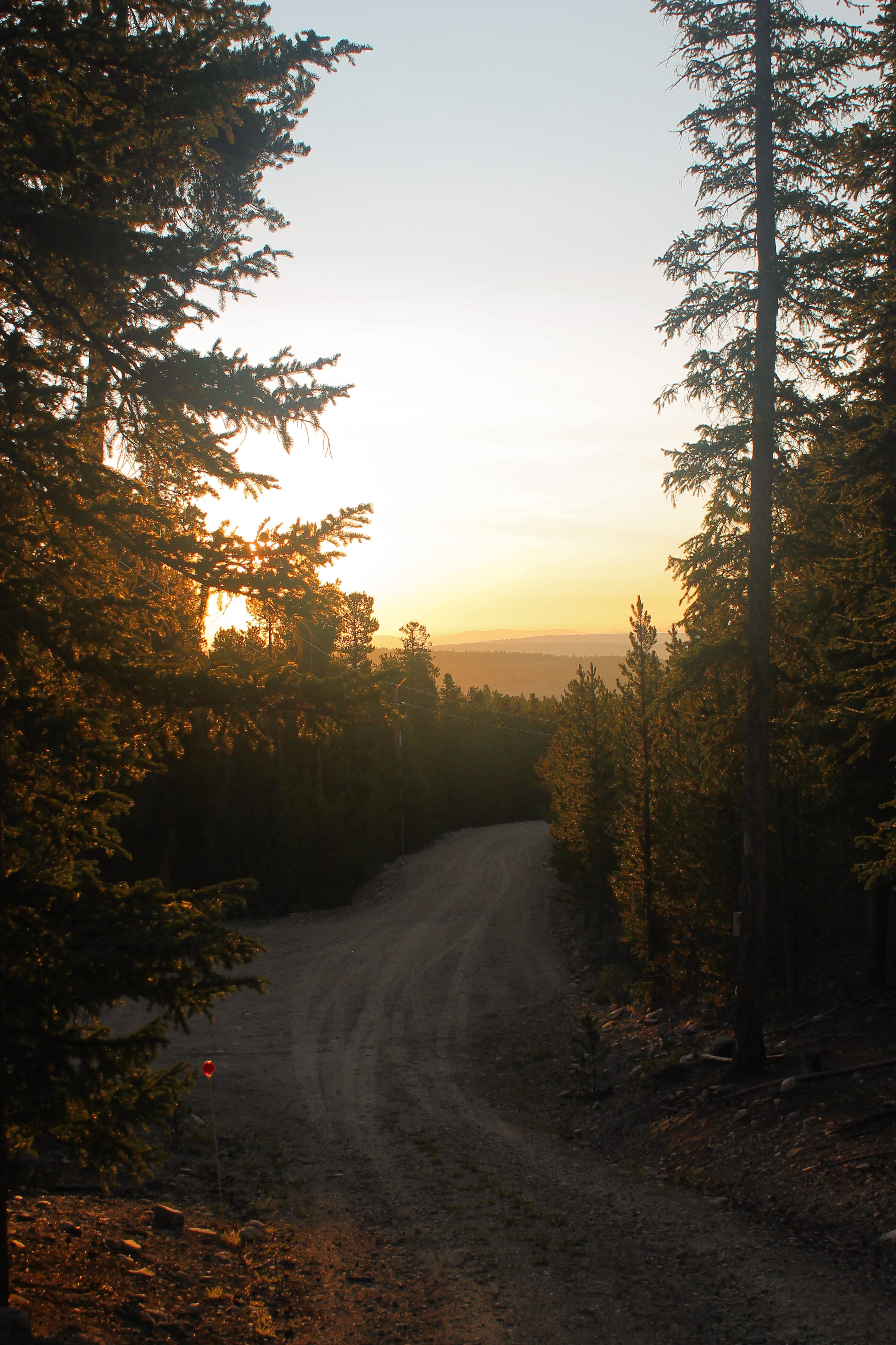 growth, dirt road, fairplay, direction, tracks, backcountry, plant, trees, fog, environment, no people, forest, the way forward, mountain, united states, Phone HD Wallpaper