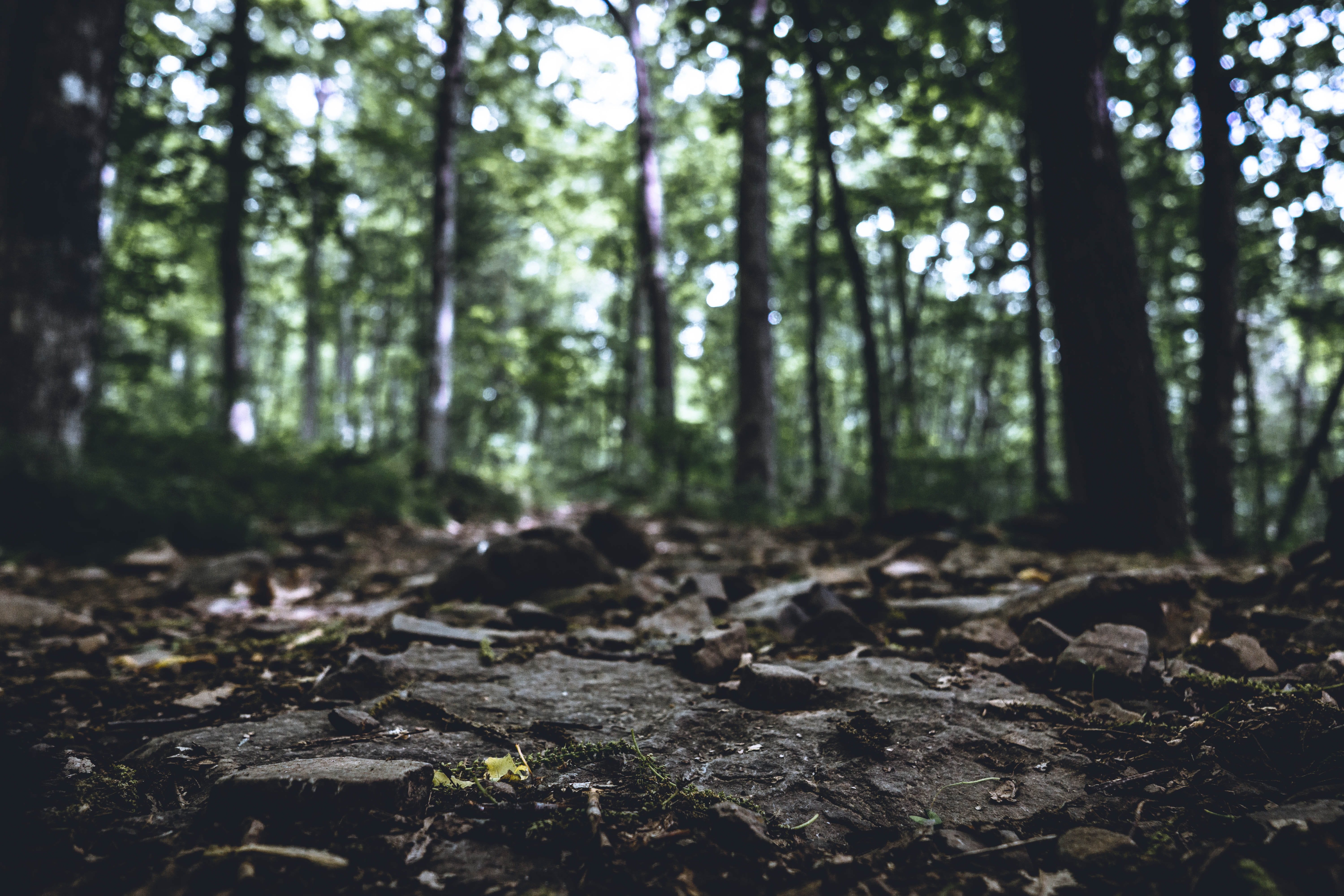 scenics - nature, tranquility, environment, woods, tree, trunk, trees, non-urban scene, landscape, focus on foreground, nature, tree trunk, hiking, connecticut, HD Wallpaper