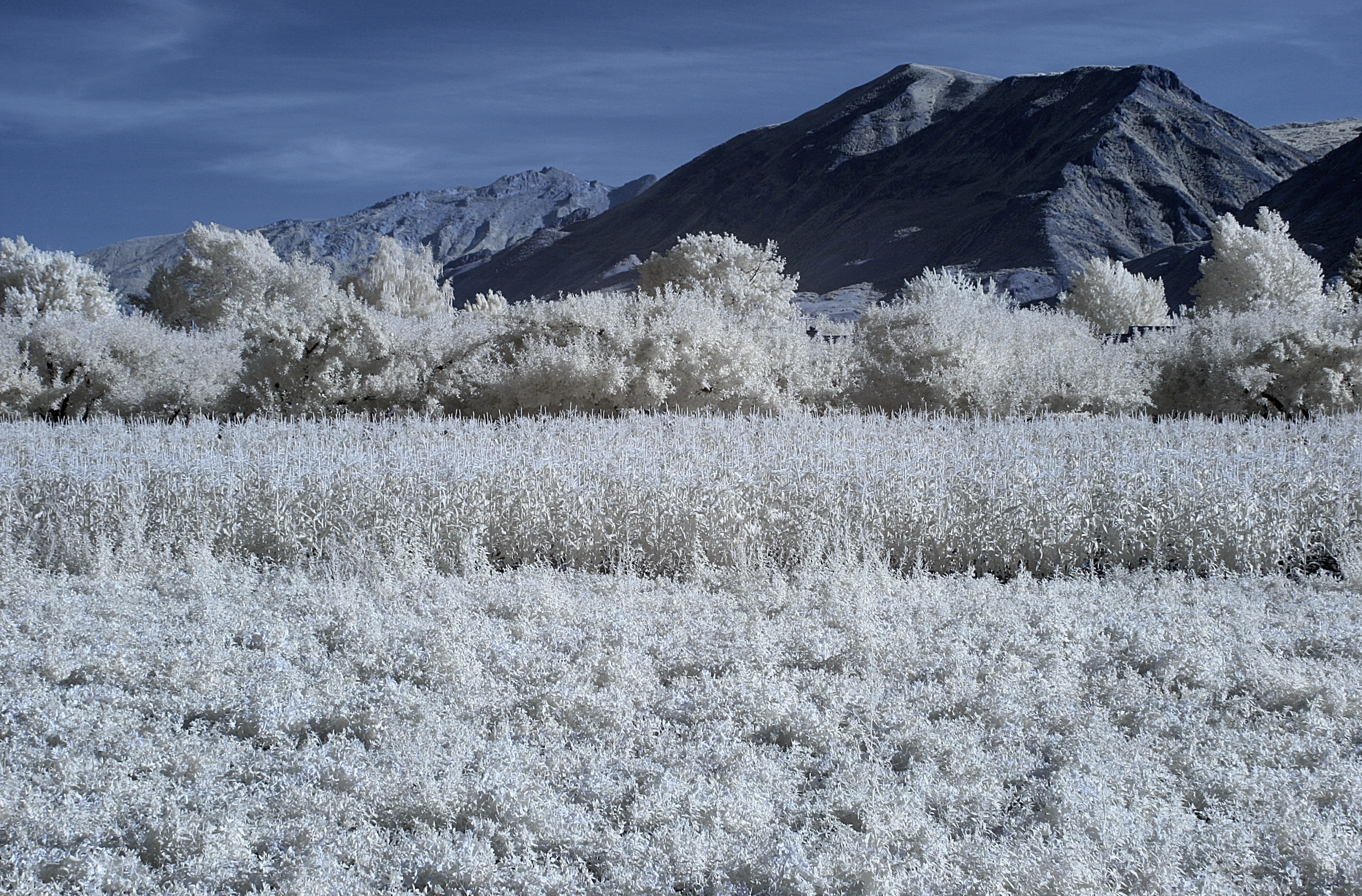 infrared, nature, Utah, snowcapped mountain, cold temperature, tranquil scene, photography, snow, day, 2K, winter, no people, environment, Beans, beauty in nature, HD Wallpaper