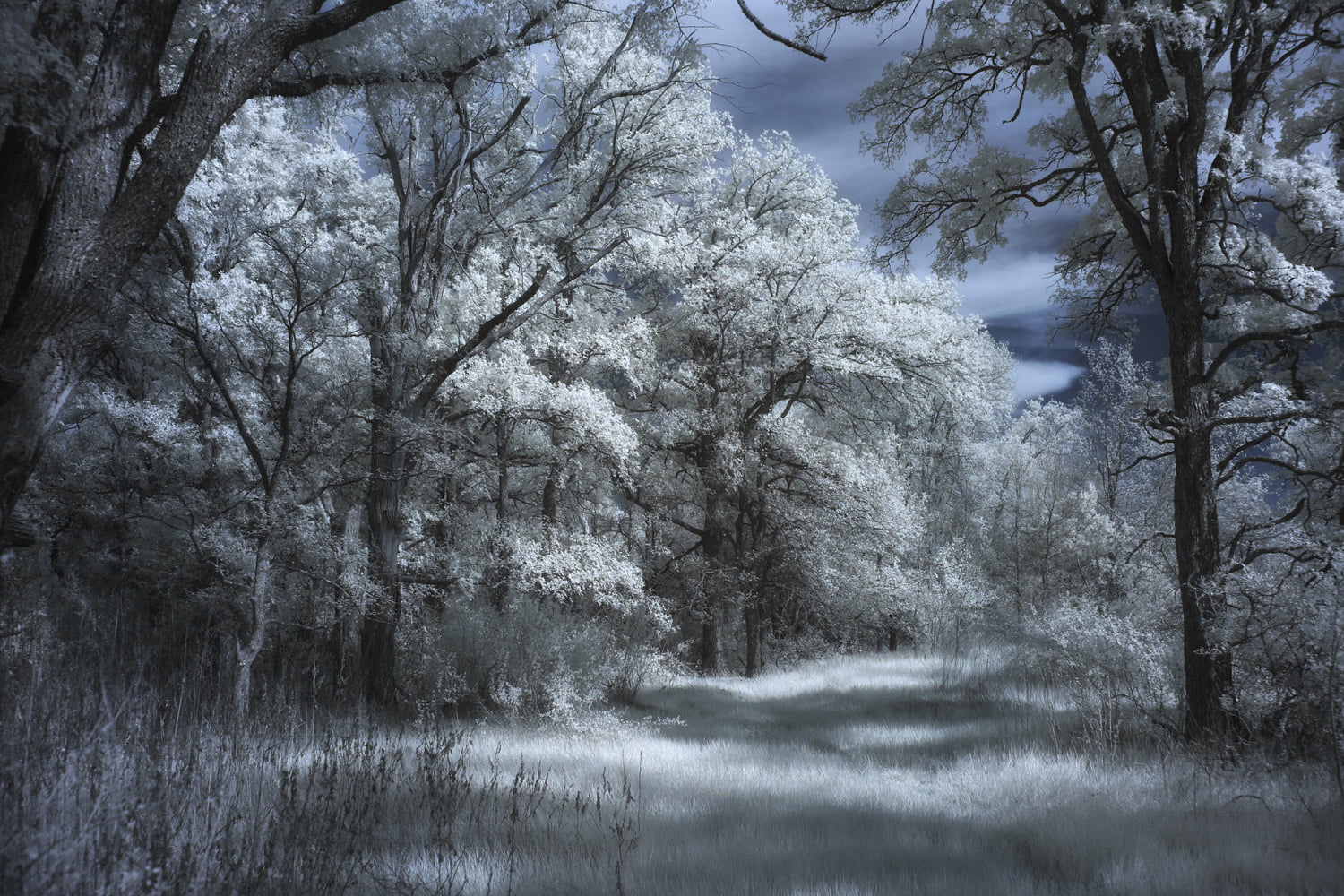snow, photography, outdoors, infrared, painting, forest, tree, leaf, season, landscape, nature, beige, comanche county  texas, 720P, winter, HD Wallpaper