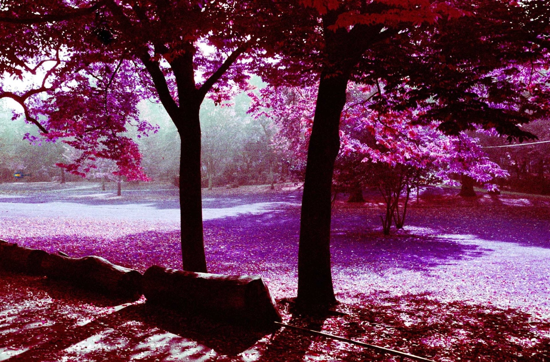 Infrared, 1080P, Photography, HD Wallpaper