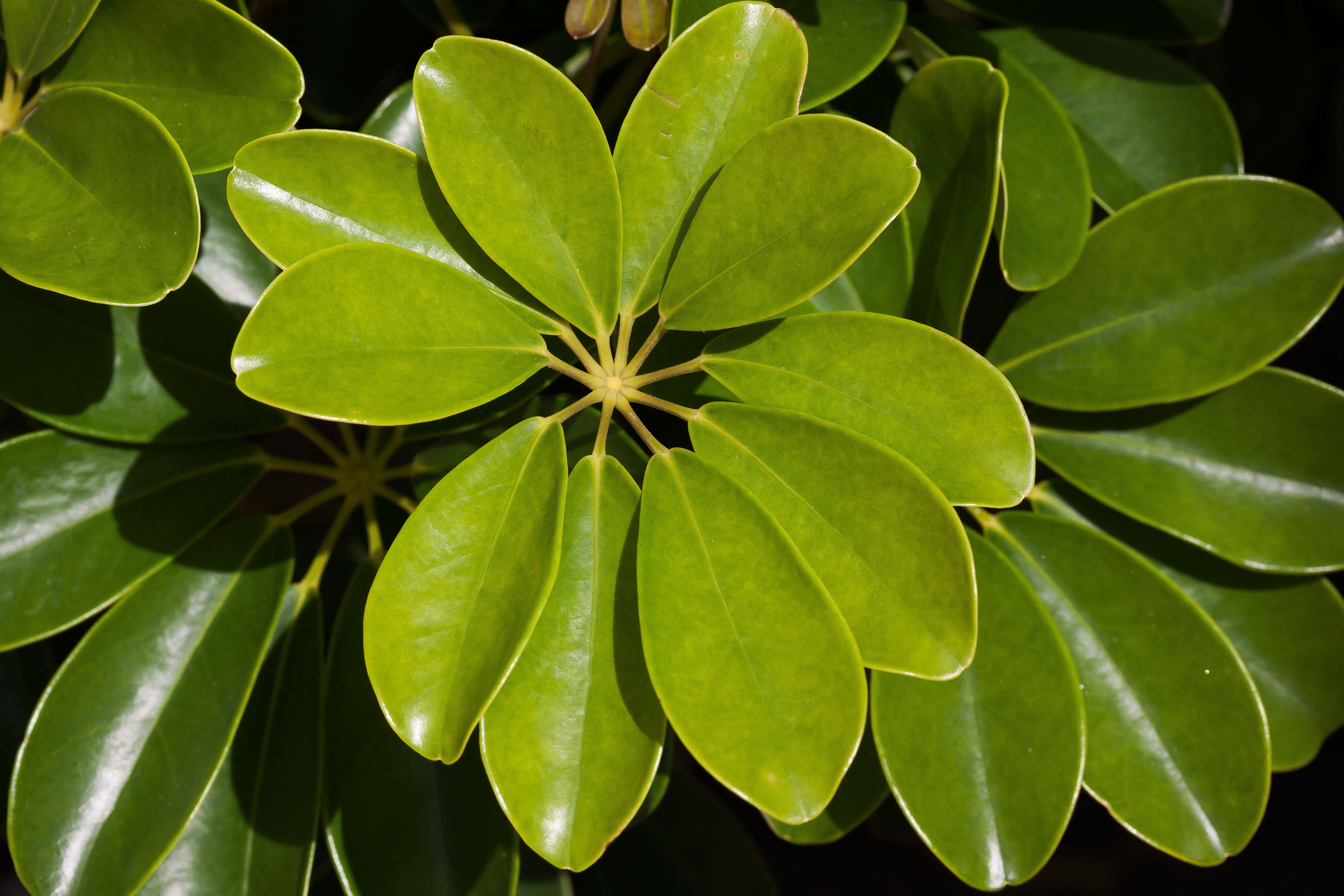 annular, nature, growth, plant, botany, beauty in nature, tropical, fragility, leaves, close-up, bush, natural pattern, leafed, directly above, entire, HD Wallpaper