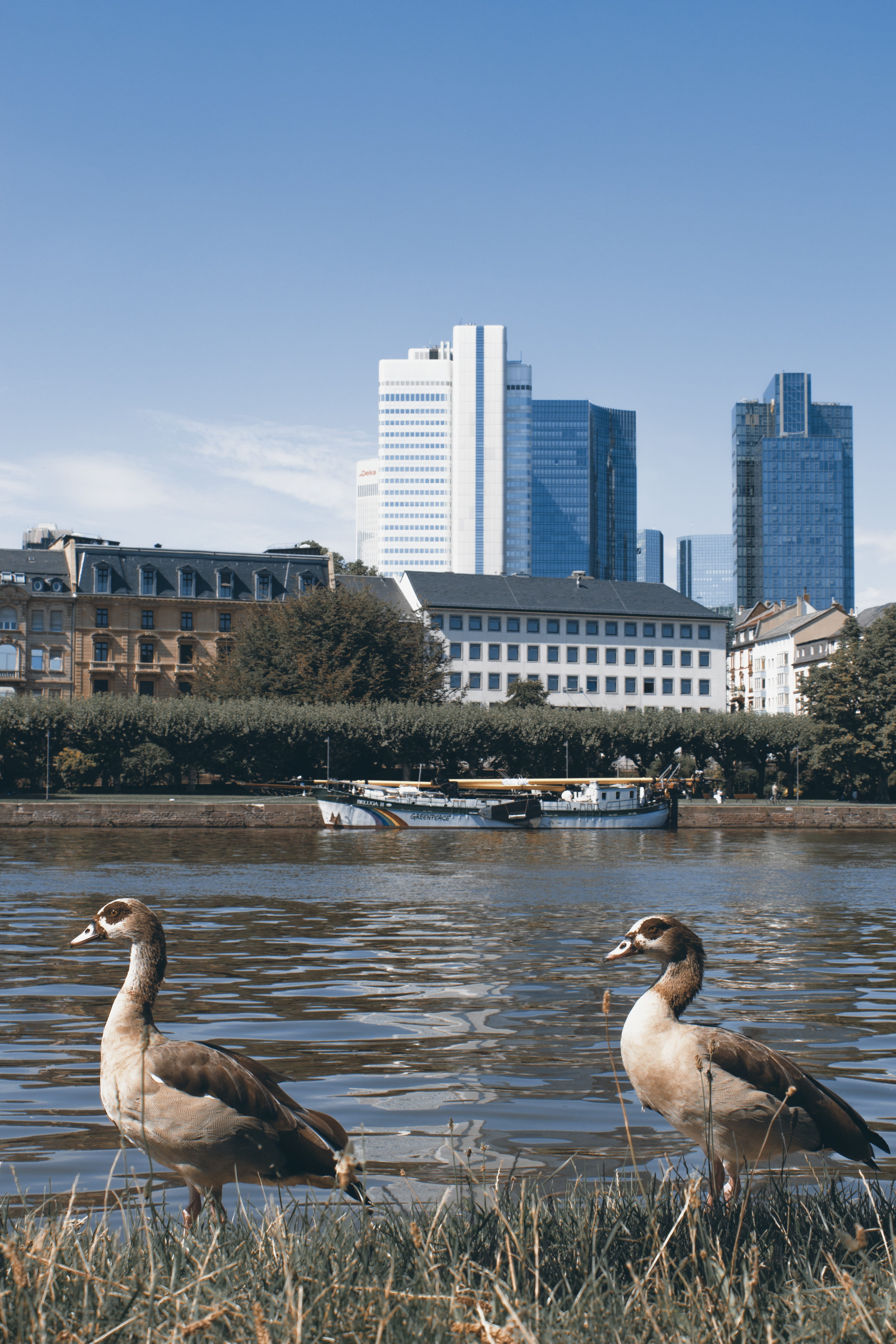 day, built structure, skyscrapers, animals in the wild, skyscraper, duck, entirely, lake, building exterior, building, germany, birds, group of animals, Phone HD Wallpaper