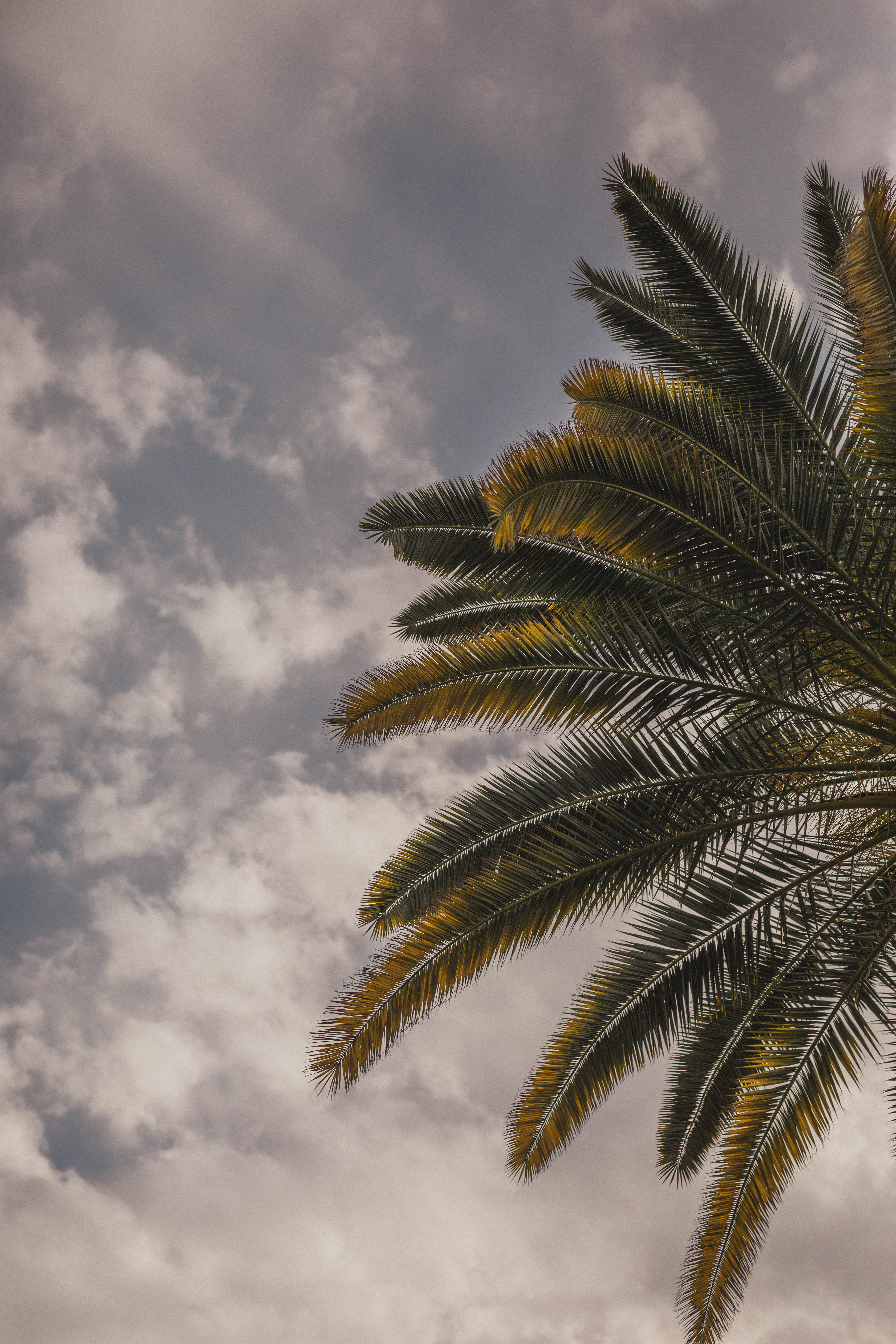 beauty in nature, 5K, plant part, tropical, plant, outdoors, low angle view, tree, palm springs, tropical tree, palm leaf, nature, green color, tranquility, Phone HD Wallpaper