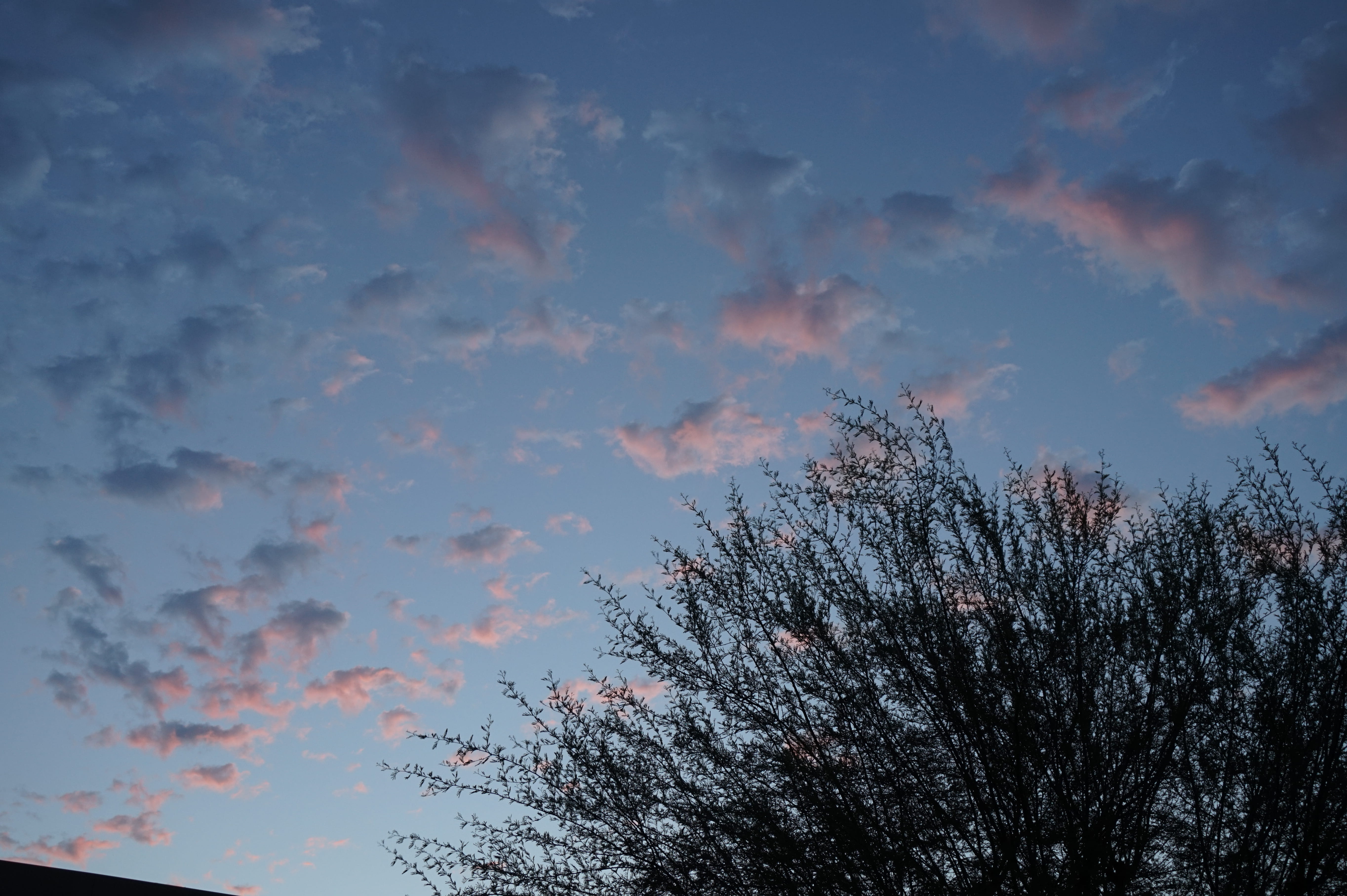 tree, tranquility, branch, tranquil scene, plant, scenics - nature, beauty in nature, sky, idyllic, palm springs, cloud - sky, growth, silhouette, orange color, HD Wallpaper