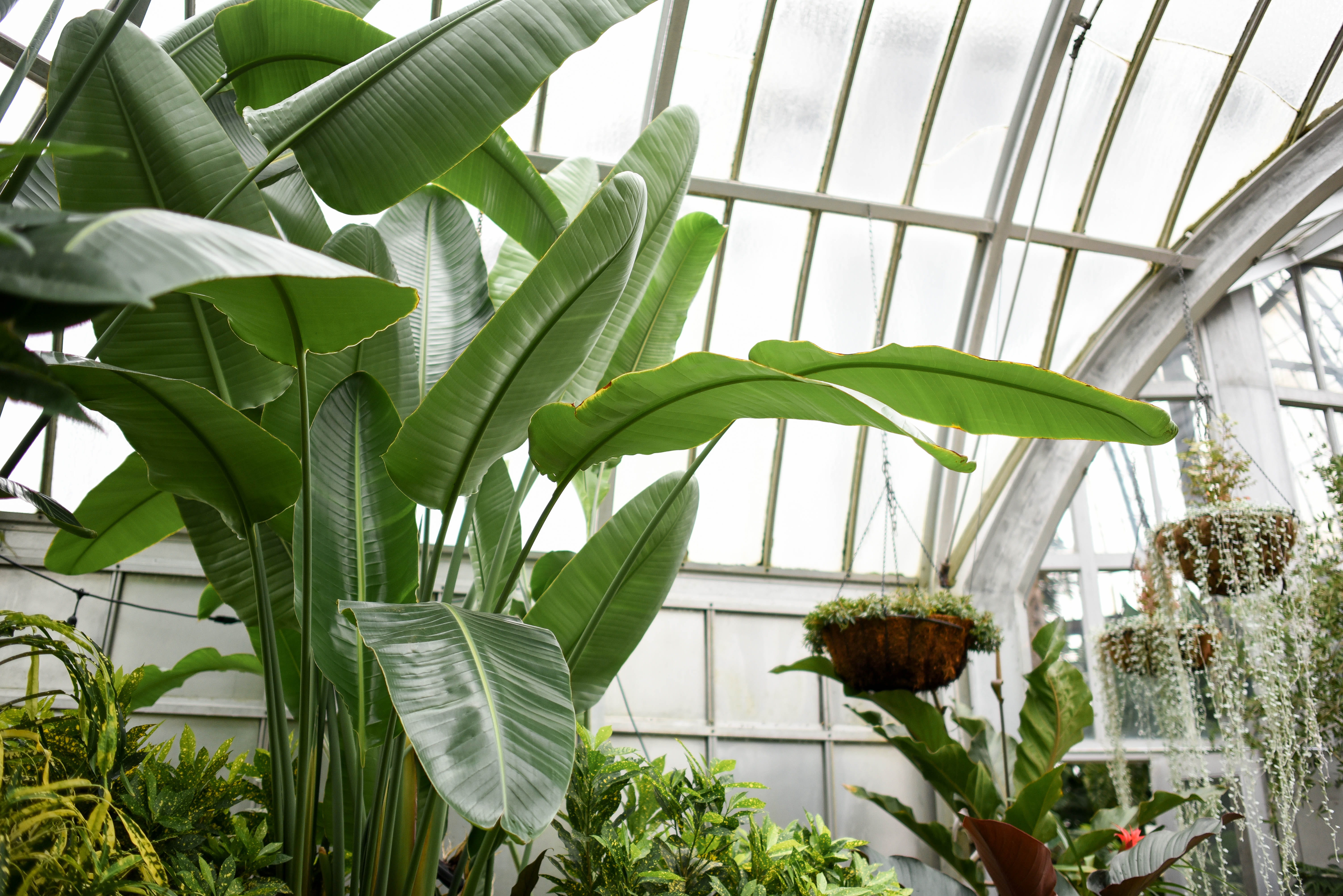 plants, beauty in nature, botany, botanical, potted plant, houseplant, leaf, plant part, green, petal, tree, greenhouse, hanging, ceiling, spring, HD Wallpaper