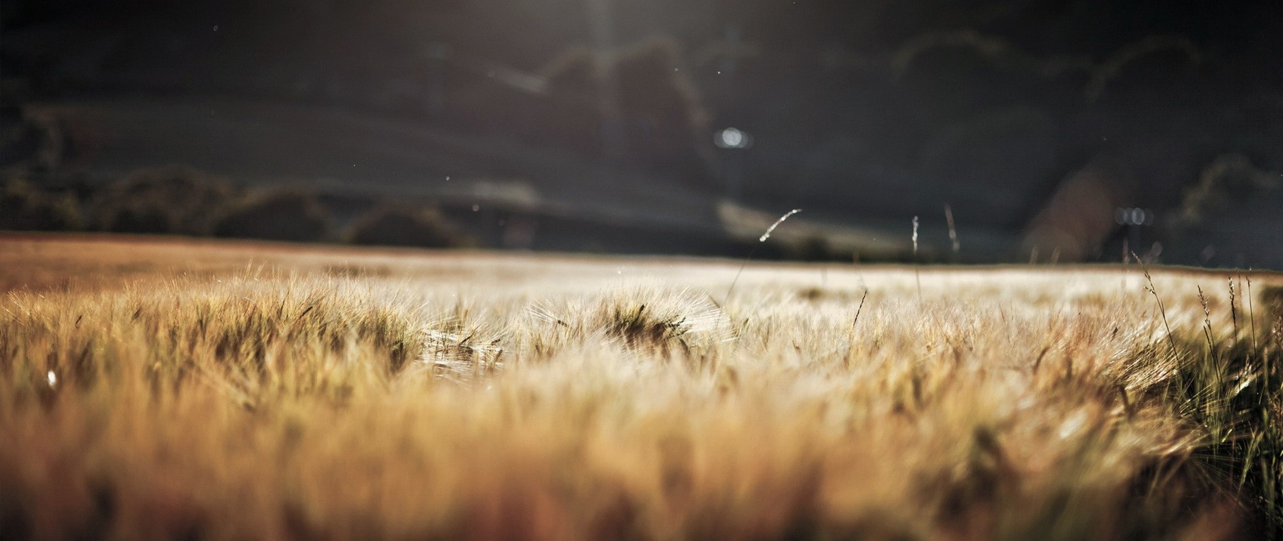 nature, depth of field, ultra-wide, 2K, HD Wallpaper