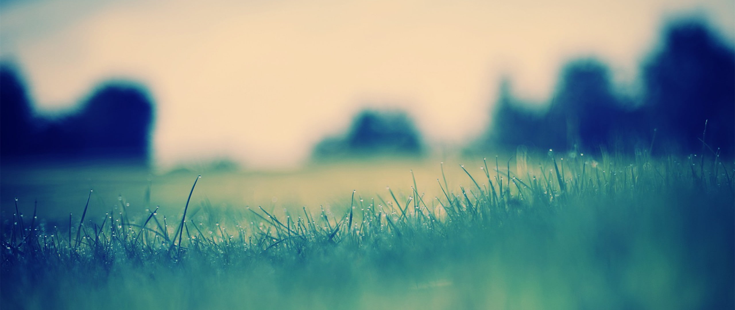 2K, ultra-wide, nature, depth of field, HD Wallpaper