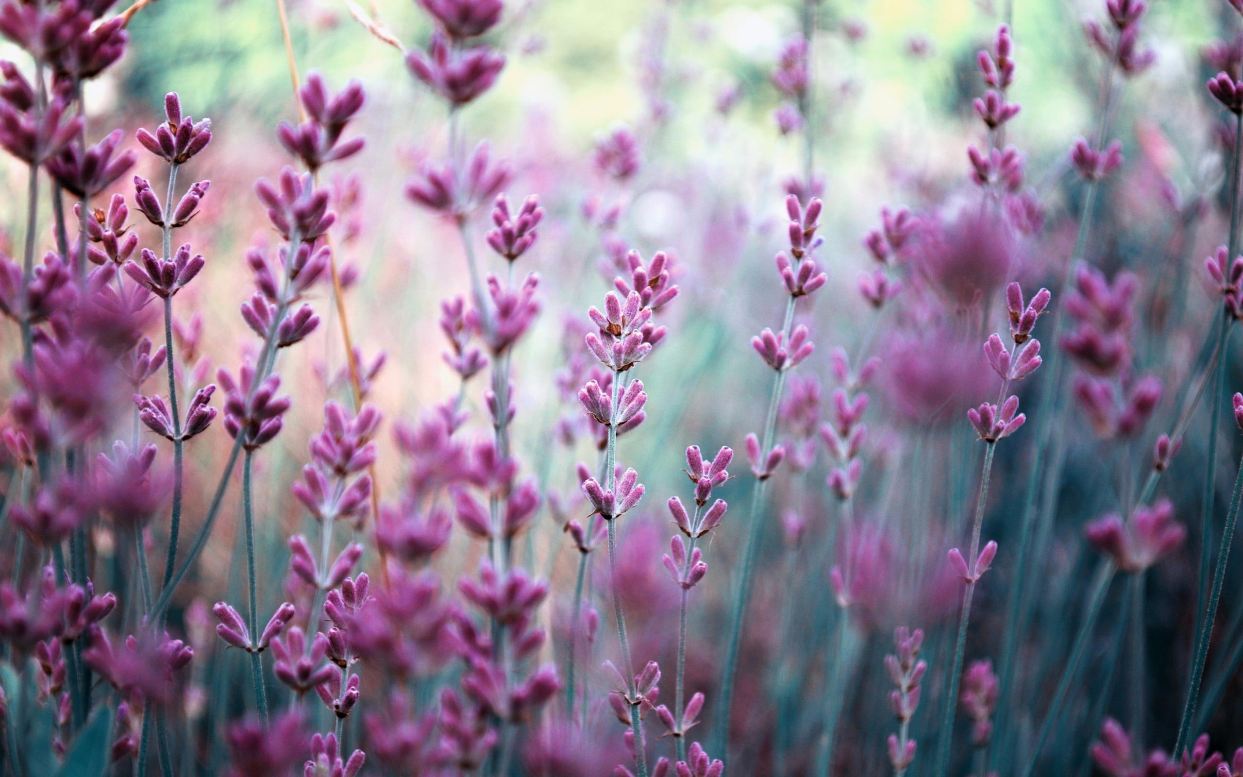 purple, field, flowers, wide, lavender, resolution, nature, blurring, 2K, HD Wallpaper