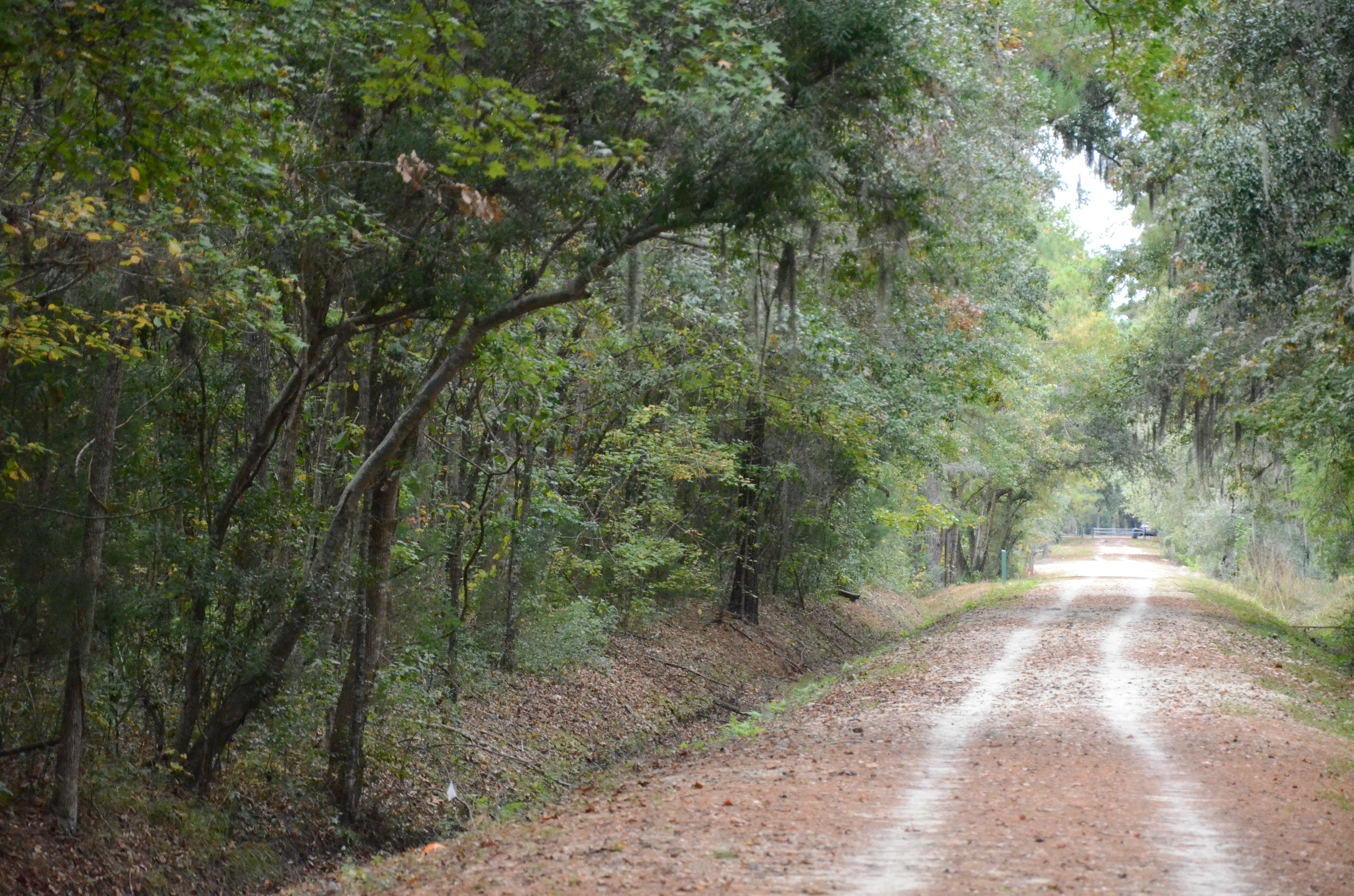 plant, rural Scene, nature, transportation, tranquil scene, park, bicycle, rural, street, non-urban scene, green color, pedestrian, outdoors, tree, treelined, HD Wallpaper