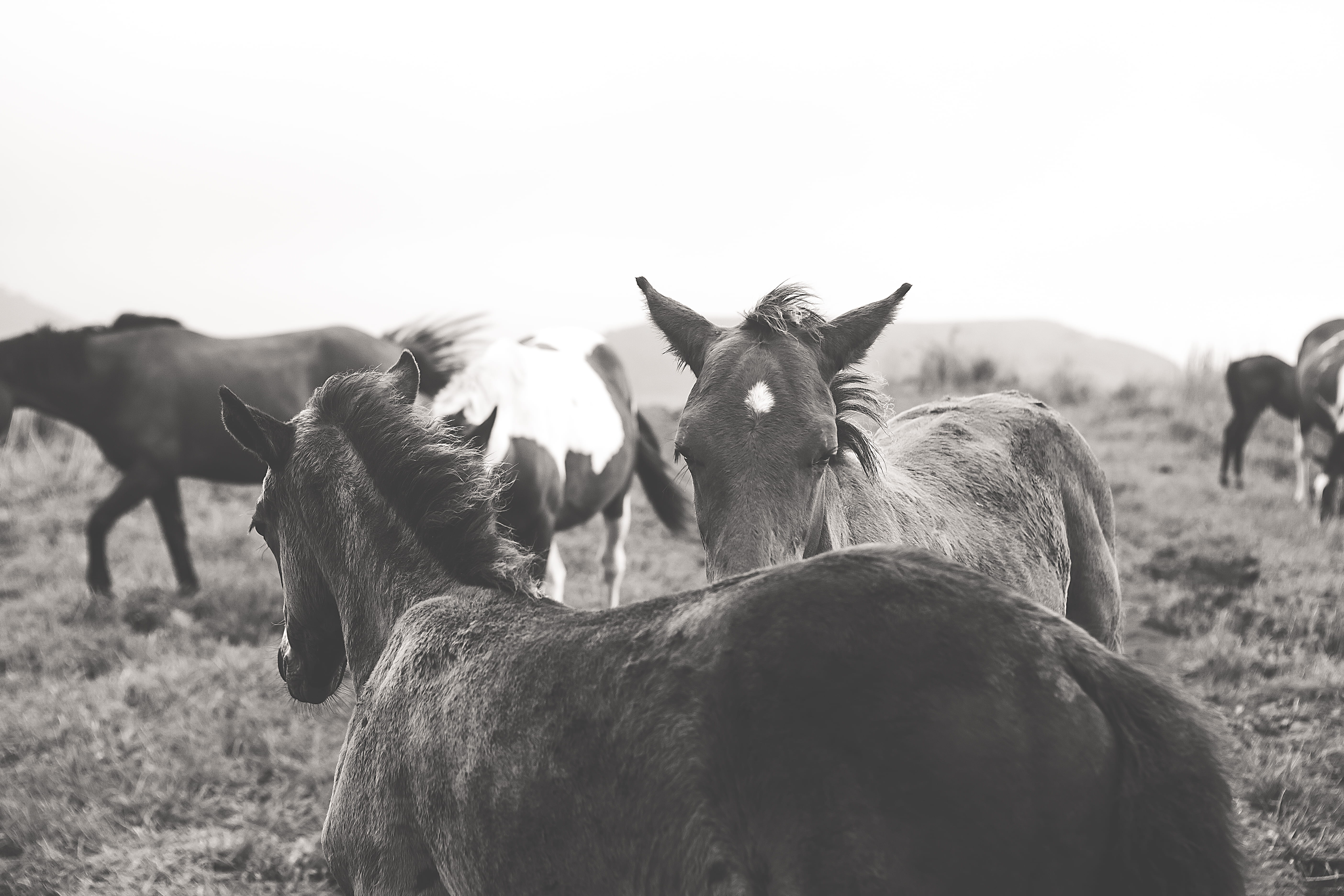 livestock, grayscale, 말, nature, domestic animals, 5K, black and white, field, animal themes, korea, herd, animale, horses, 동물, group of animals, no people, HD Wallpaper