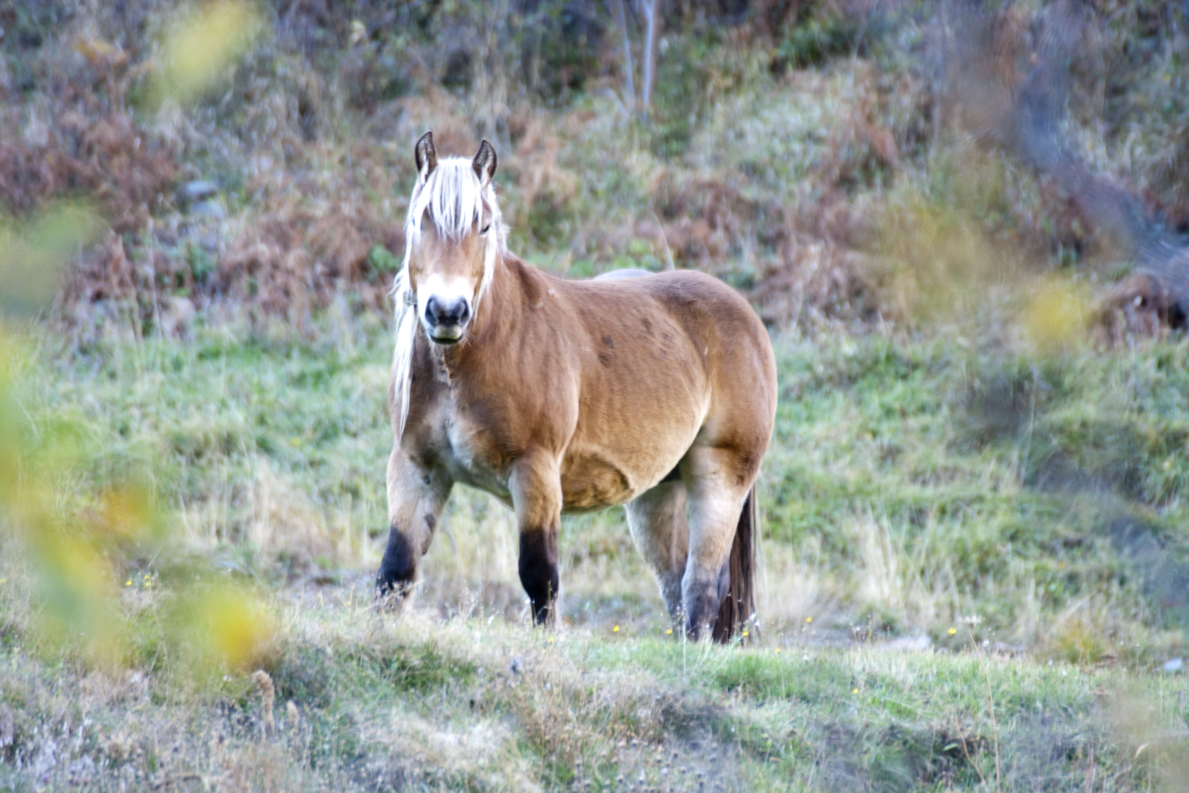 no people, land, potro, mirada, field, herbivorous, one animal, horse, animal, nature, montaña, mammal, livestock, domestic animals, day, campo, vertebrate, HD Wallpaper