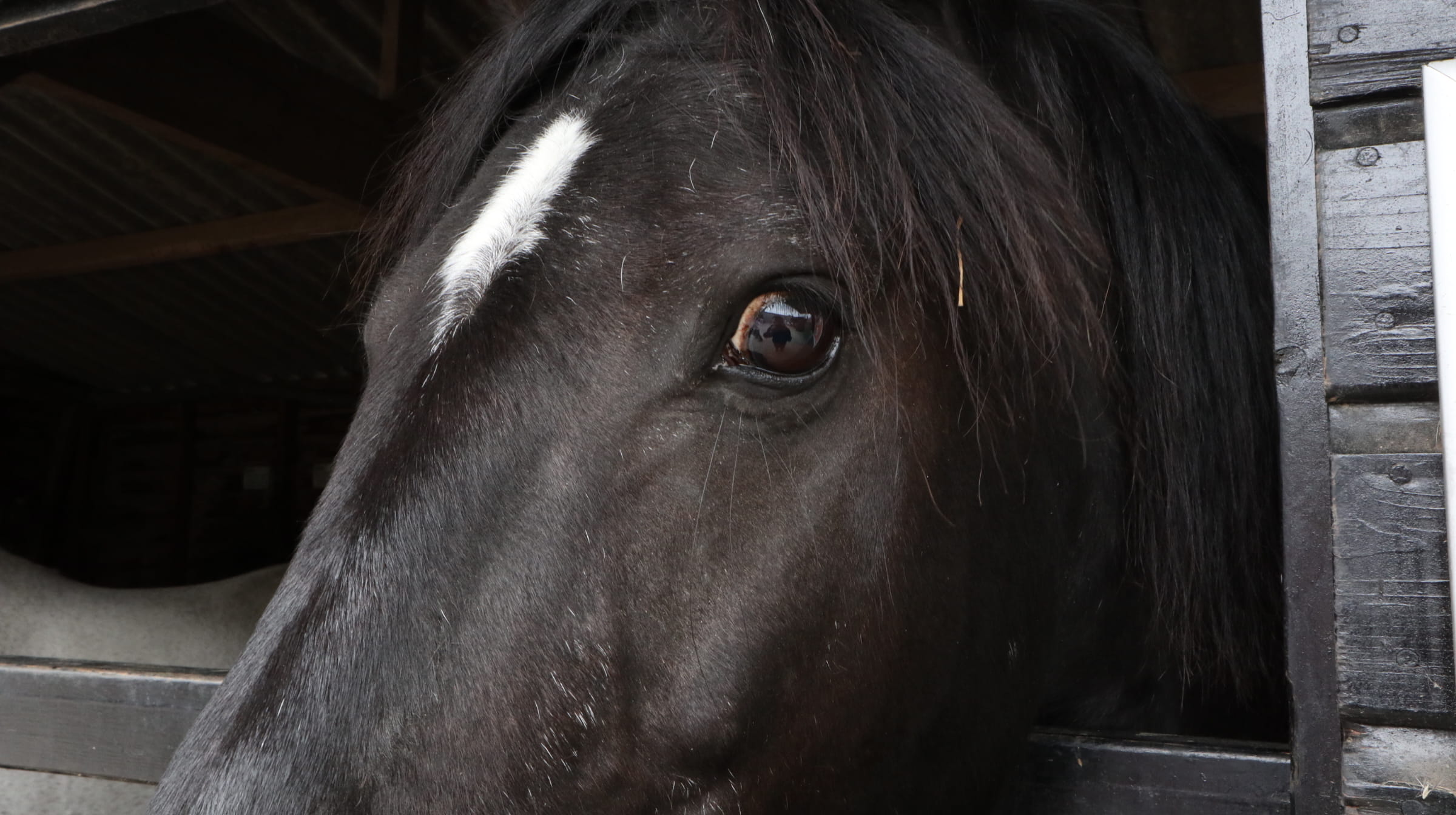 mammal, stable, caballo, pets, stallion, vertebrate, herbivorous, animal eye, domestic, steed, horse, 1080P, domestic animals, indoors, animal head, eye, HD Wallpaper