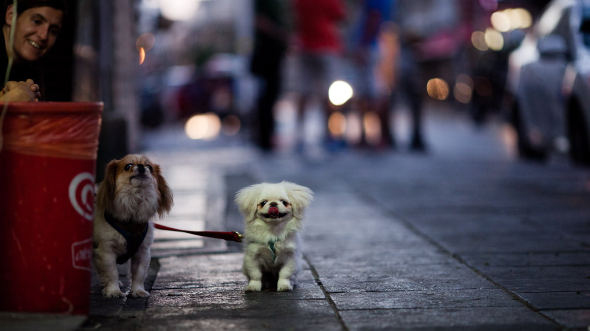 cods, The little dog laughed, ldl, cute, puppy, two, Tel Aviv, happy, short, cinema, friendship, street photography, Israel, coat, outdoors, 480P, dog, HD Wallpaper