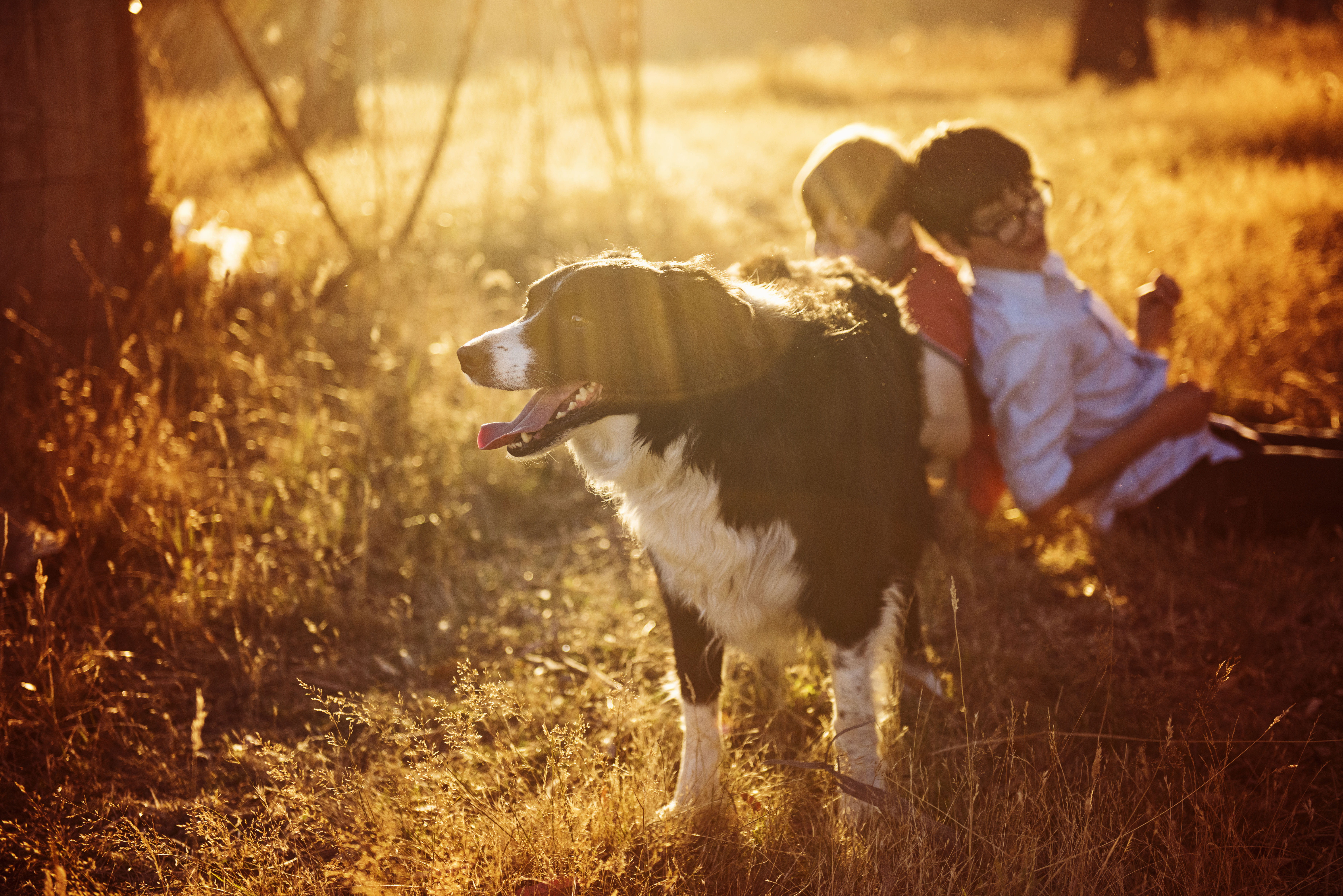 one animal, dog, outdoors, wear, farm, border collie, 5K, sunset, happy, animal themes, people, rural, eyes, kids, running, childhood, domestic animals, HD Wallpaper