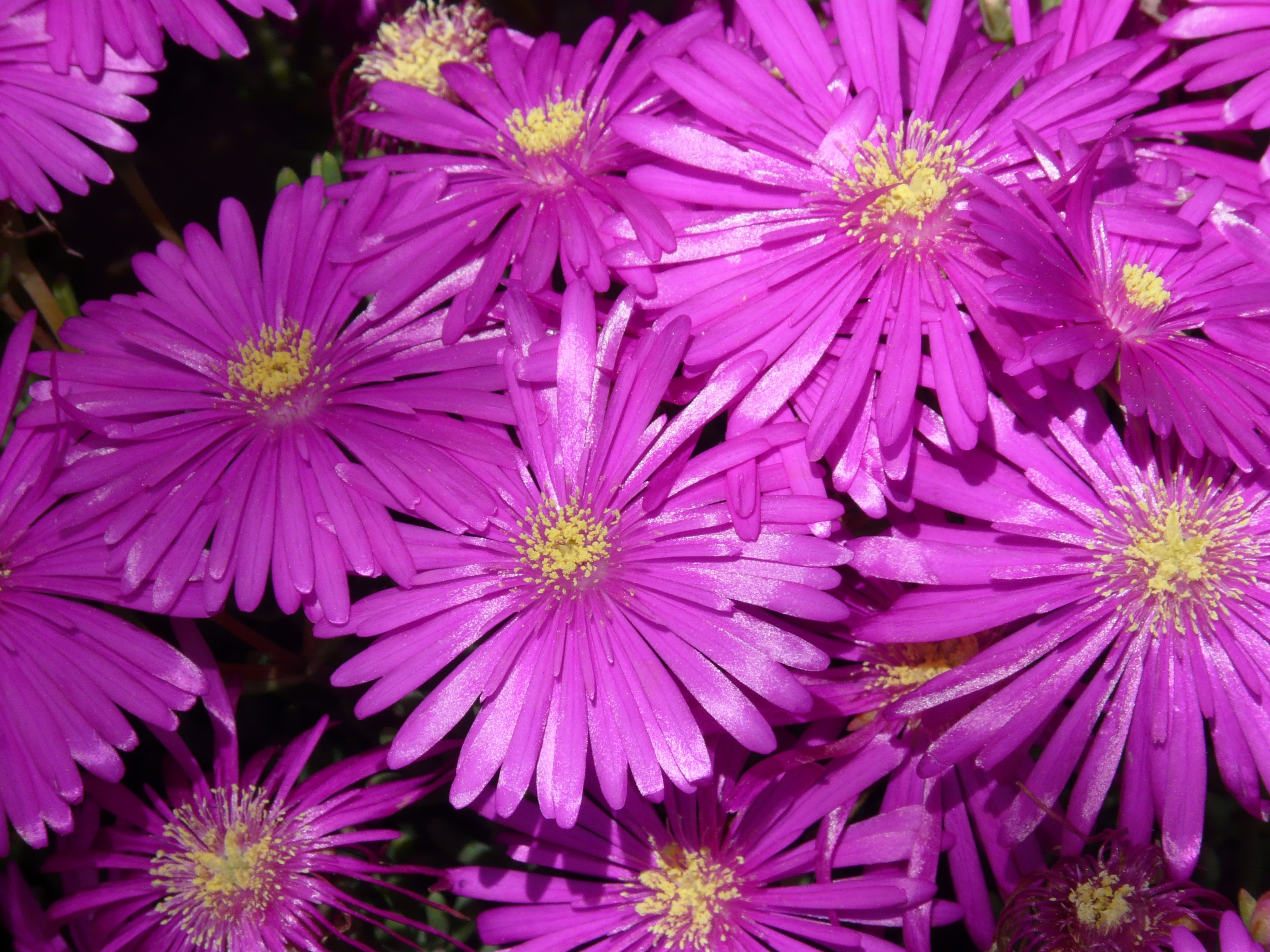 nature, petal, plant, vulnerability, pollen, mesembryanthemum cooperi, succulent plant, lot, flower head, inflorescence, flowering plant, no people, mesembryanthemum, HD Wallpaper