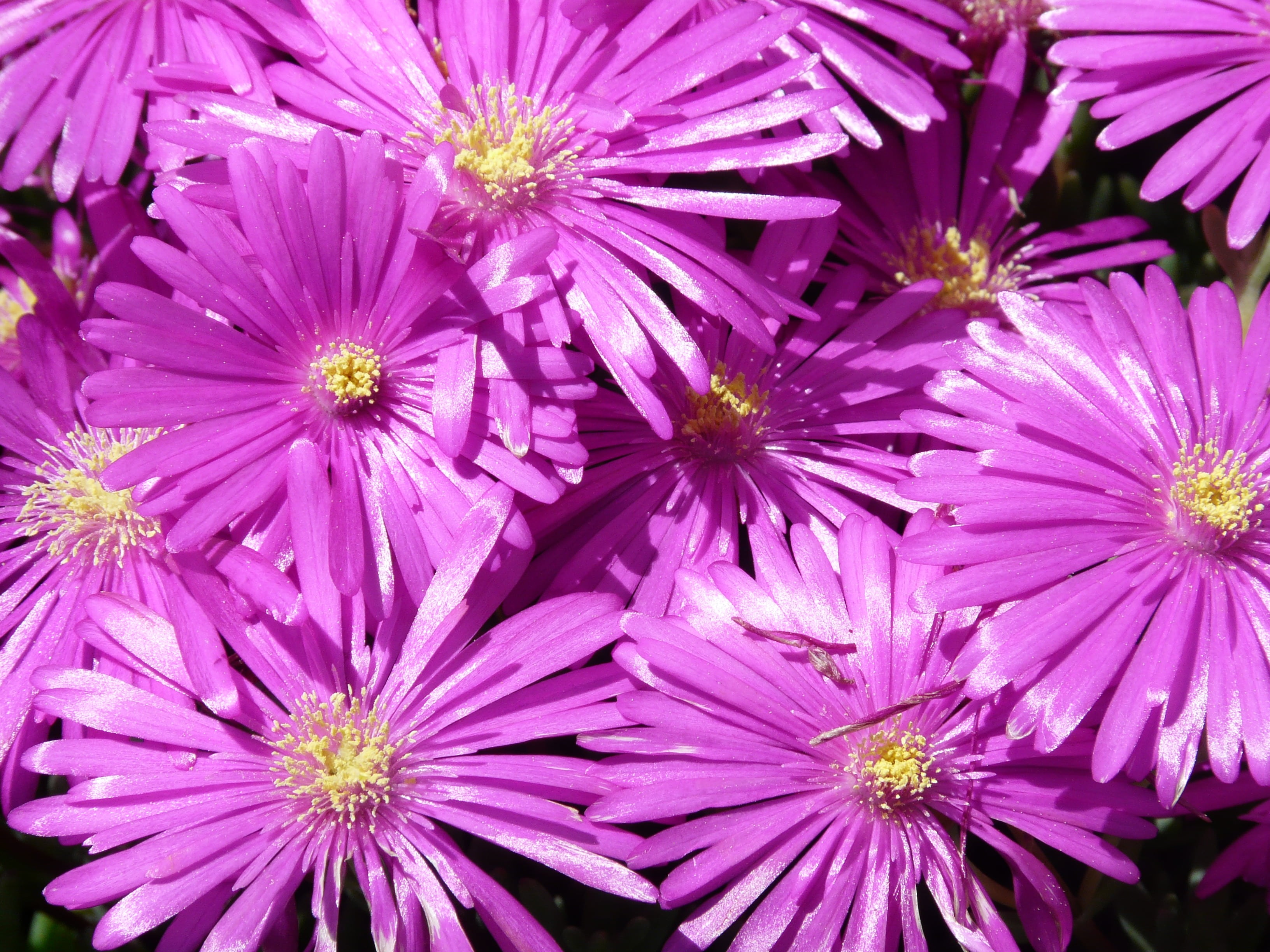 ornamental plant, shine, growth, vulnerability, springtime, gorgeous, close, blossom, succulent plant, backgrounds, color, delosperma cooperi, bloom, that belong, HD Wallpaper