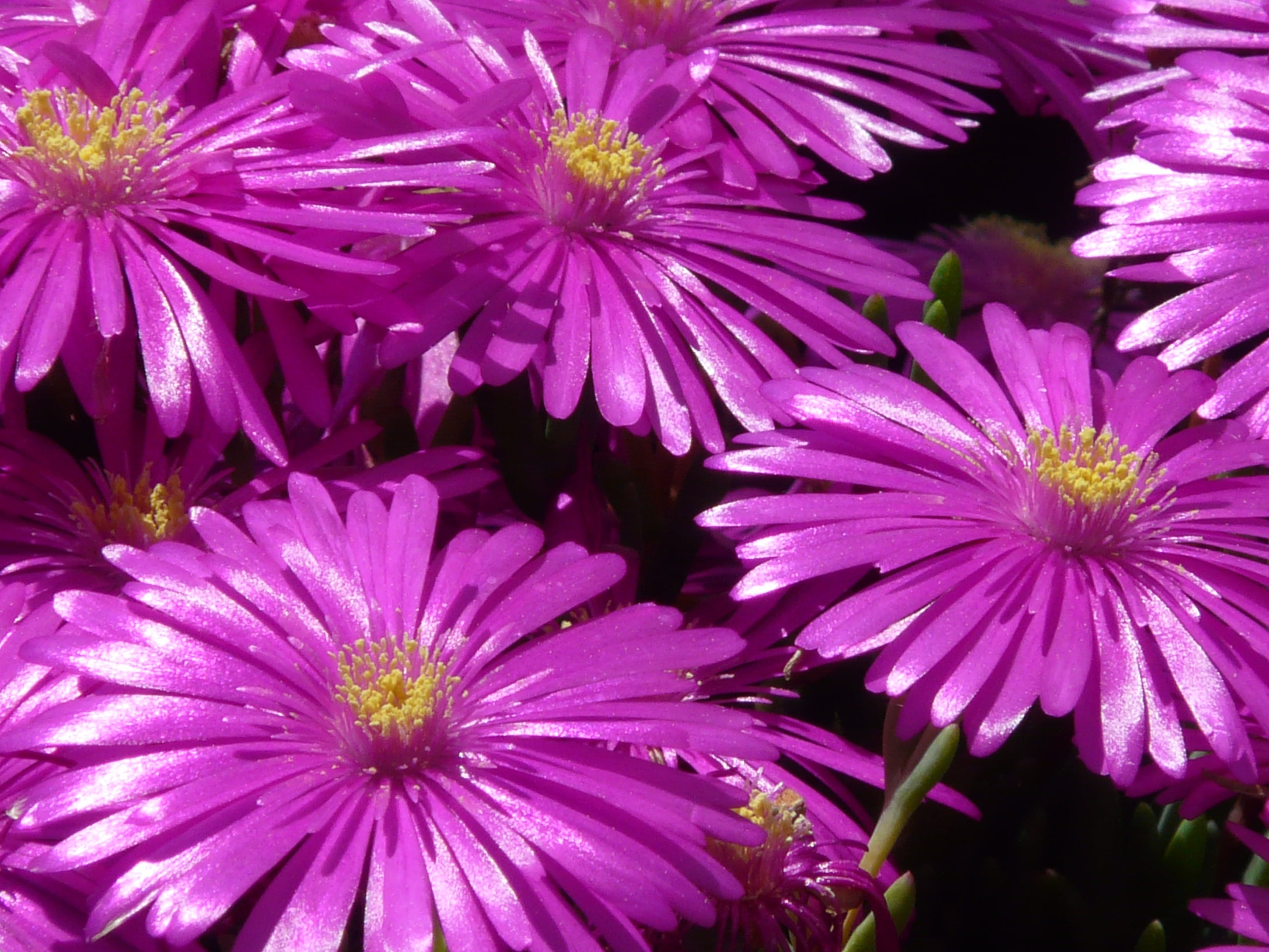 rock garden shrub, purple, outdoors, plant, gorgeous, freshness, flower, colorful, ornamental plant, ice plant, mesembryanthemum, bloom, shrub, blossom, HD Wallpaper