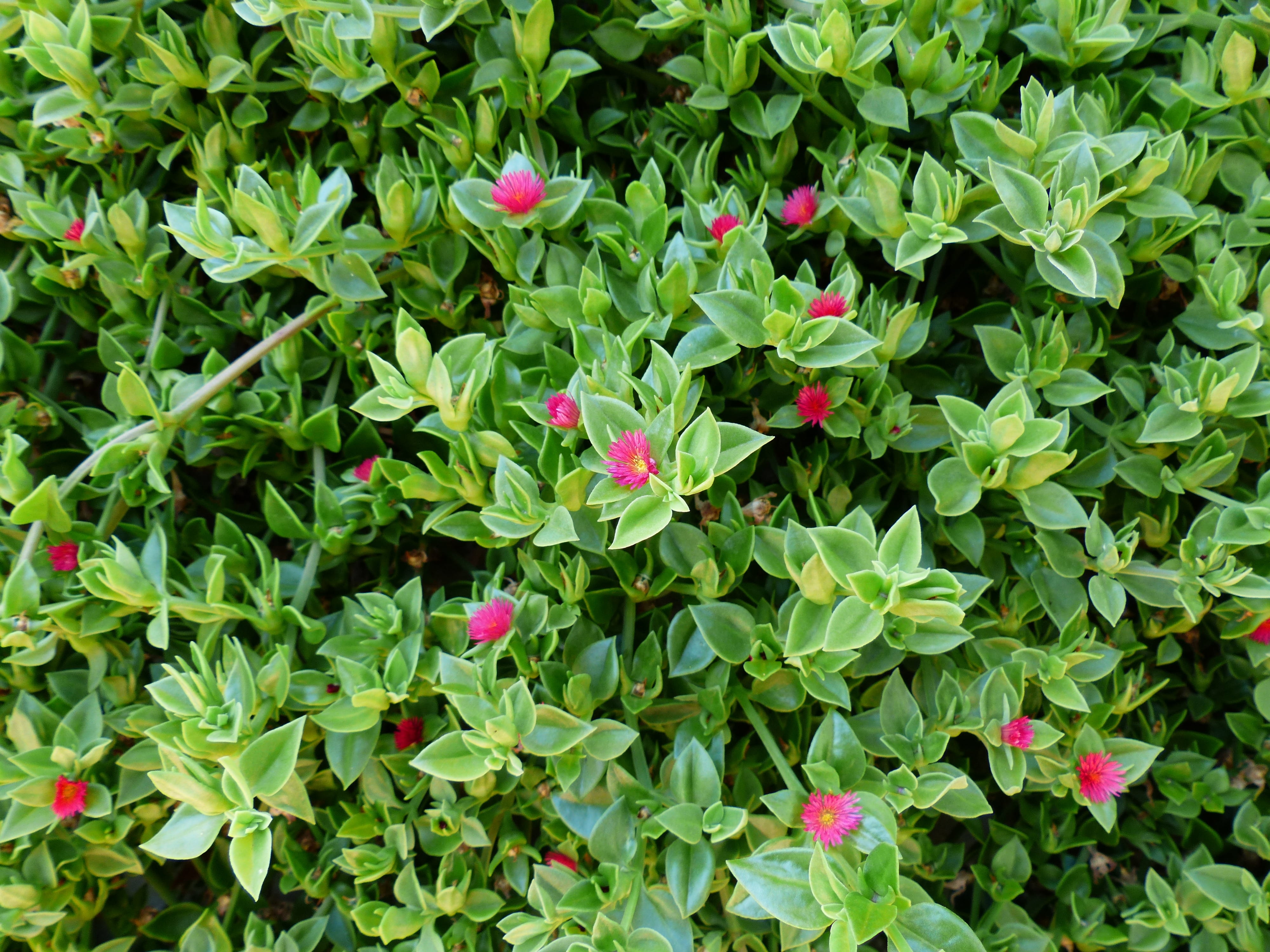 succulent plant, no people, close-up, flower head, clover, leaves, flowering plant, flowers, heart shaped leaves, outdoors, beauty in nature, growth, leaf, HD Wallpaper