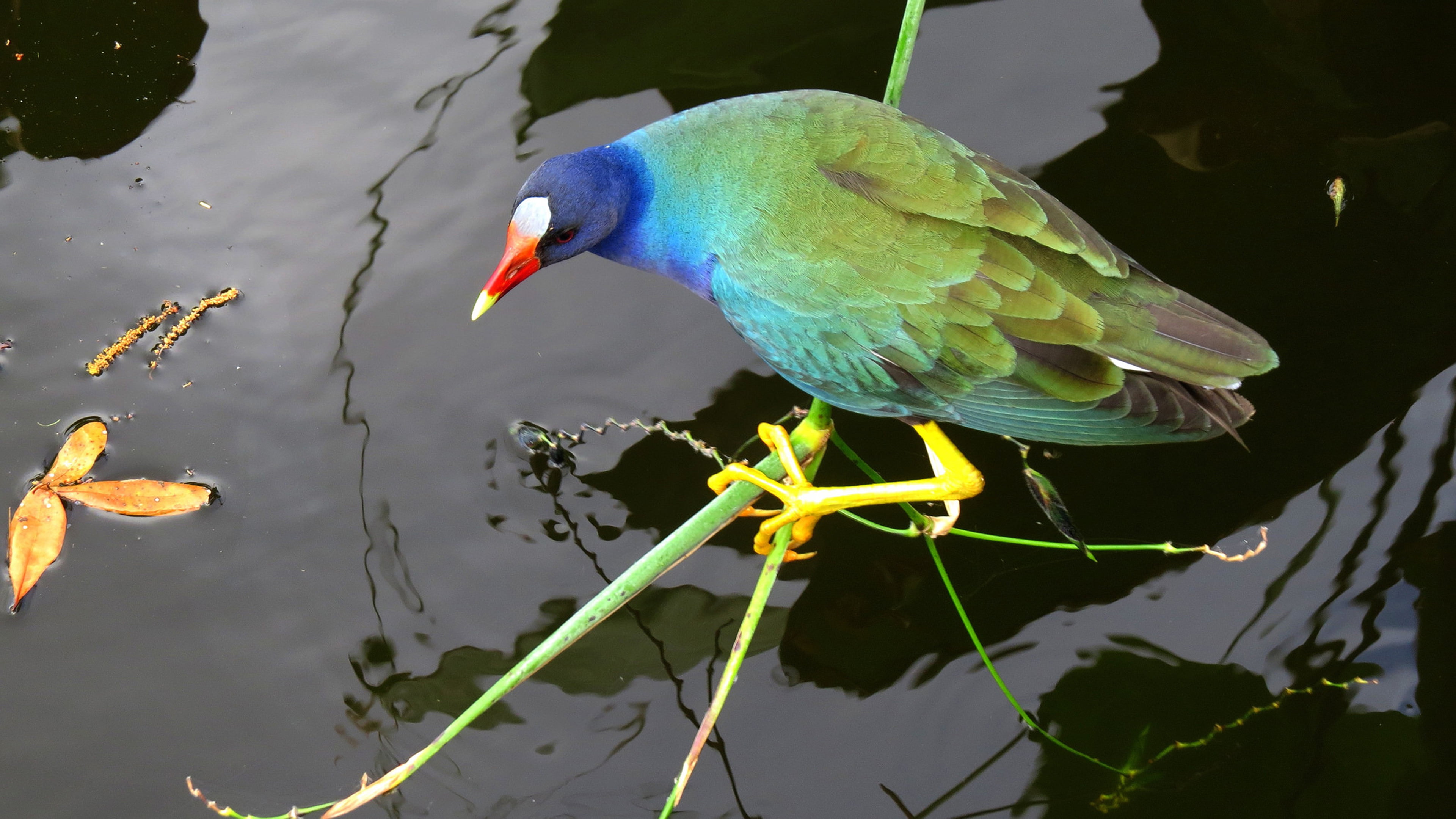 one animal, martinicus, nature, gallinule, plant part, rallidae, waterfowl, plant, belonging, porphyrio, reflection, family, species, purple, animal wildlife, HD Wallpaper
