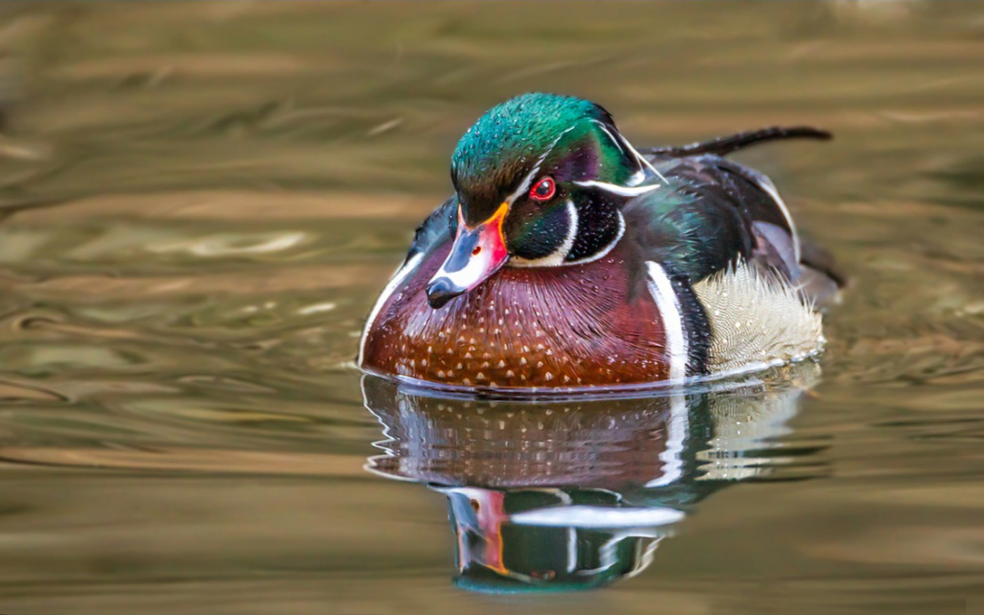 family, 1080P, asia, galericulata, wild, native, northeast, ducks, can, aix, however, observed, duck, species, mandarin, belonging, europe, HD Wallpaper