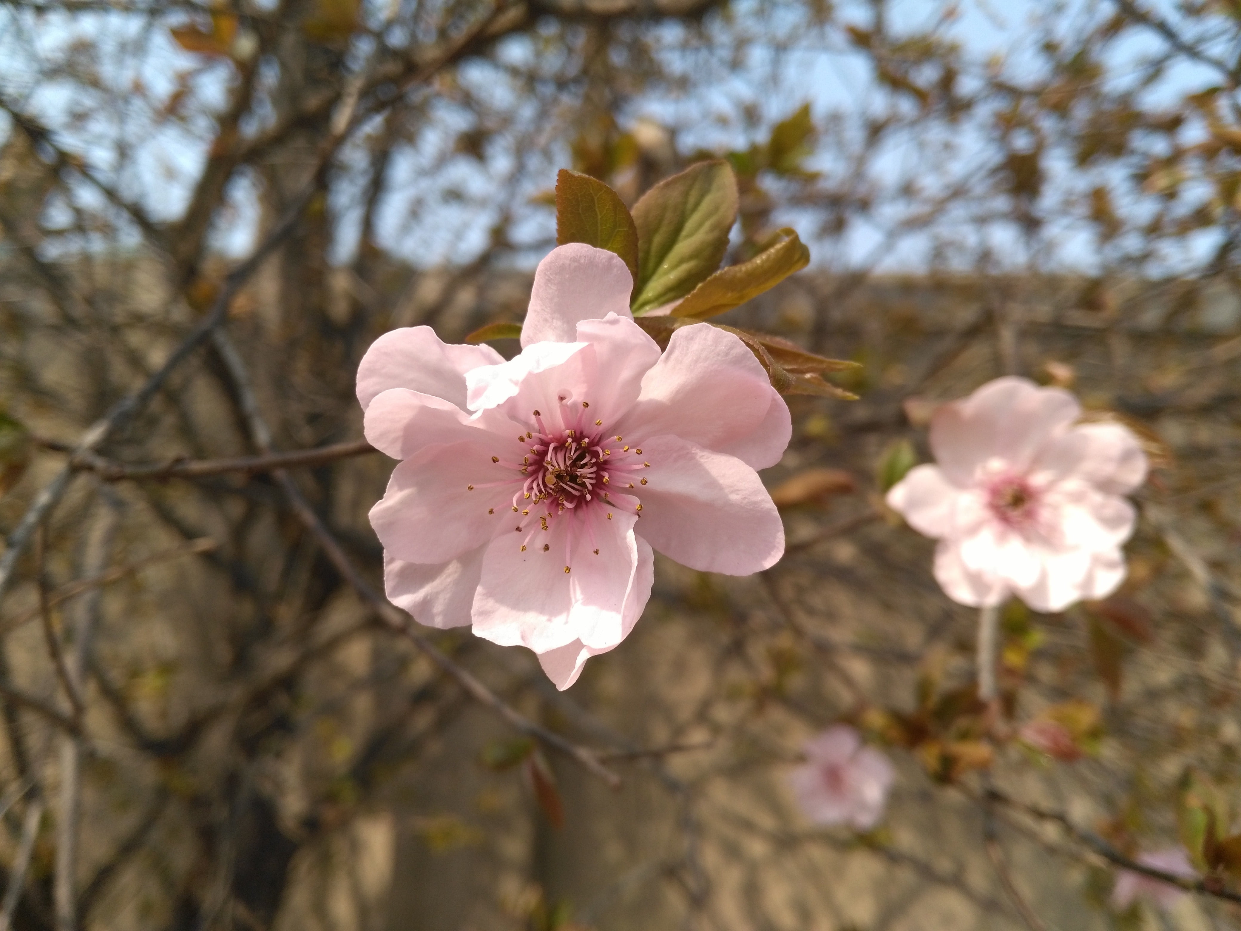 blossom, cherry tree, freshness, petal, pink color, rose mesh section, flower, plant, no people, branch, outdoors, flower head, twig, inflorescence, 4K, HD Wallpaper