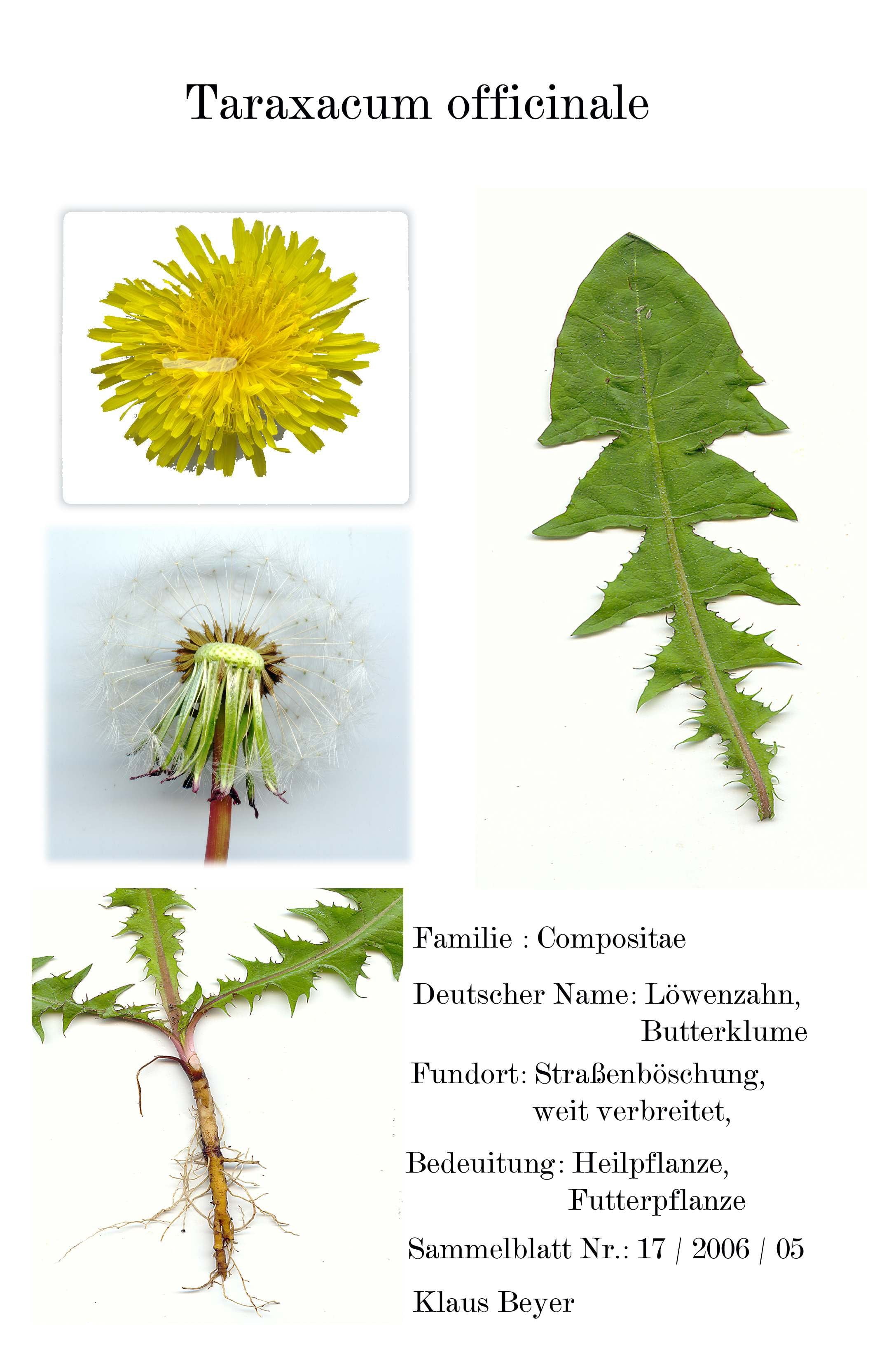 digitized herbarblatt, fragility, growth, no people, herb, freshness, western script, healthcare and medicine, botany, beauty in nature, yellow, leaf, text, Phone HD Wallpaper