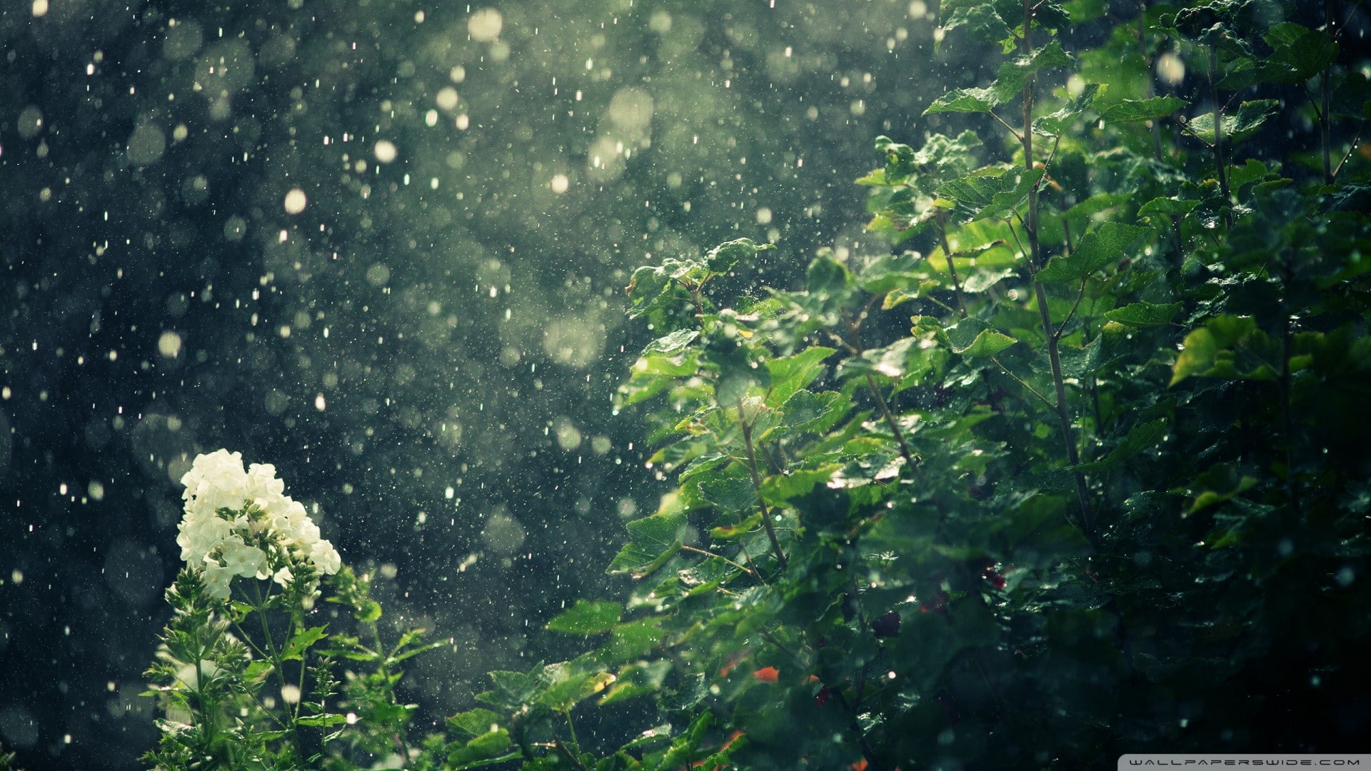 white, rain, plants, water, nature, 1080P, drops, petaled, hd, flower, HD Wallpaper