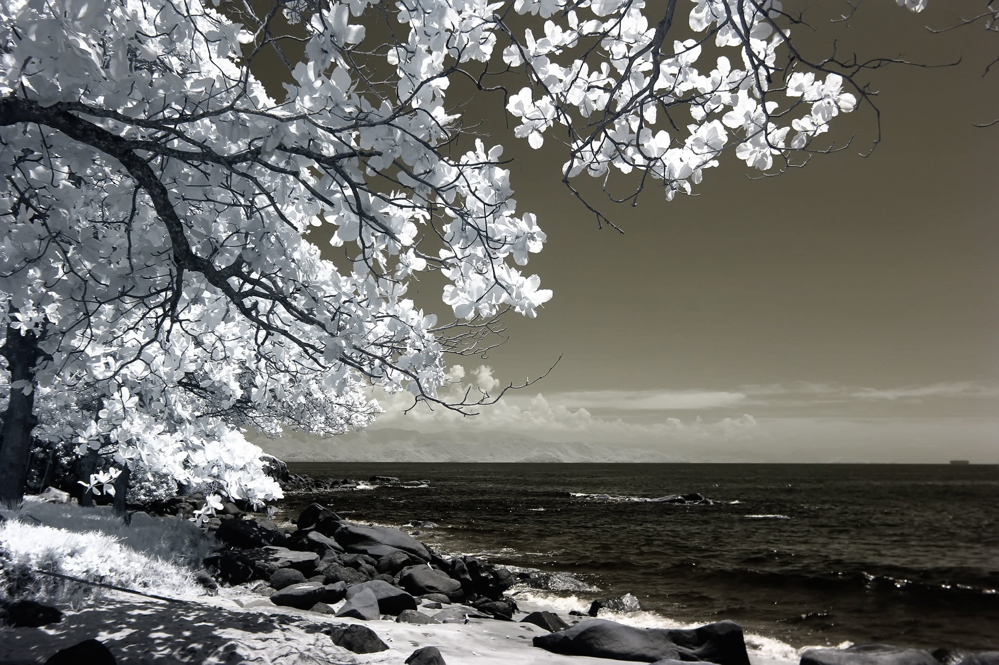 outdoors, growth, fragility, sea, shore, plant, beside, trees, bedrock, blossom, no people, freshness, rocks, white, boulders, tranquil scene, tree, flowering plant, HD Wallpaper