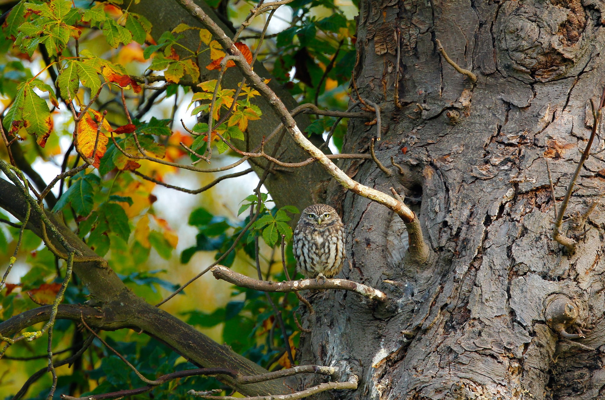 mammal, animal wildlife, tree trunk, nature, animals in the wild, plant, no people, tree, branch, one animal, growth, Дерево, leaf, day, plant part, Листва, HD Wallpaper
