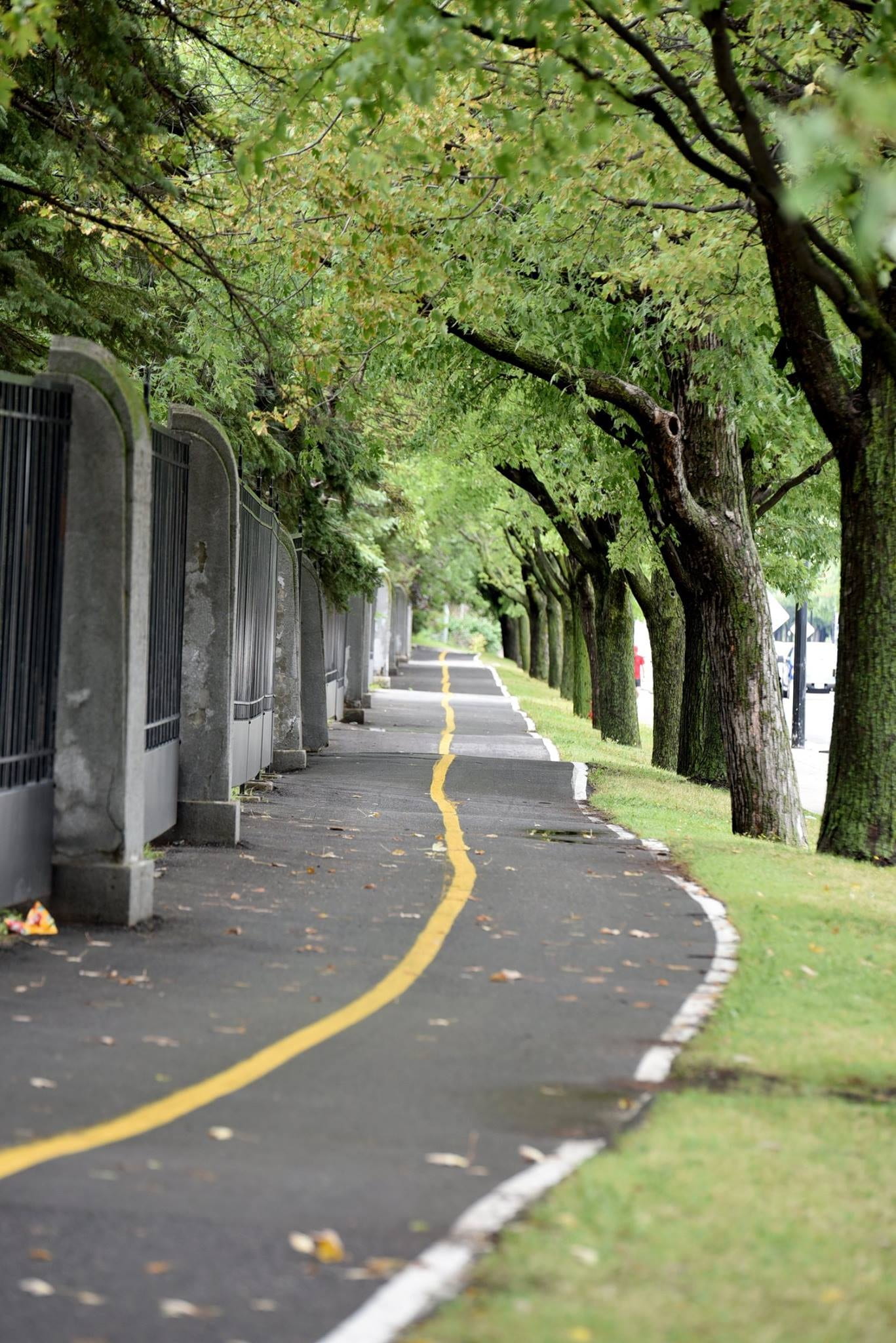 beauty in nature, diminishing perspective, long, transportation, outdoors, plant, the way forward, tranquility, footpath, in a row, surface level, montréal, Phone HD Wallpaper