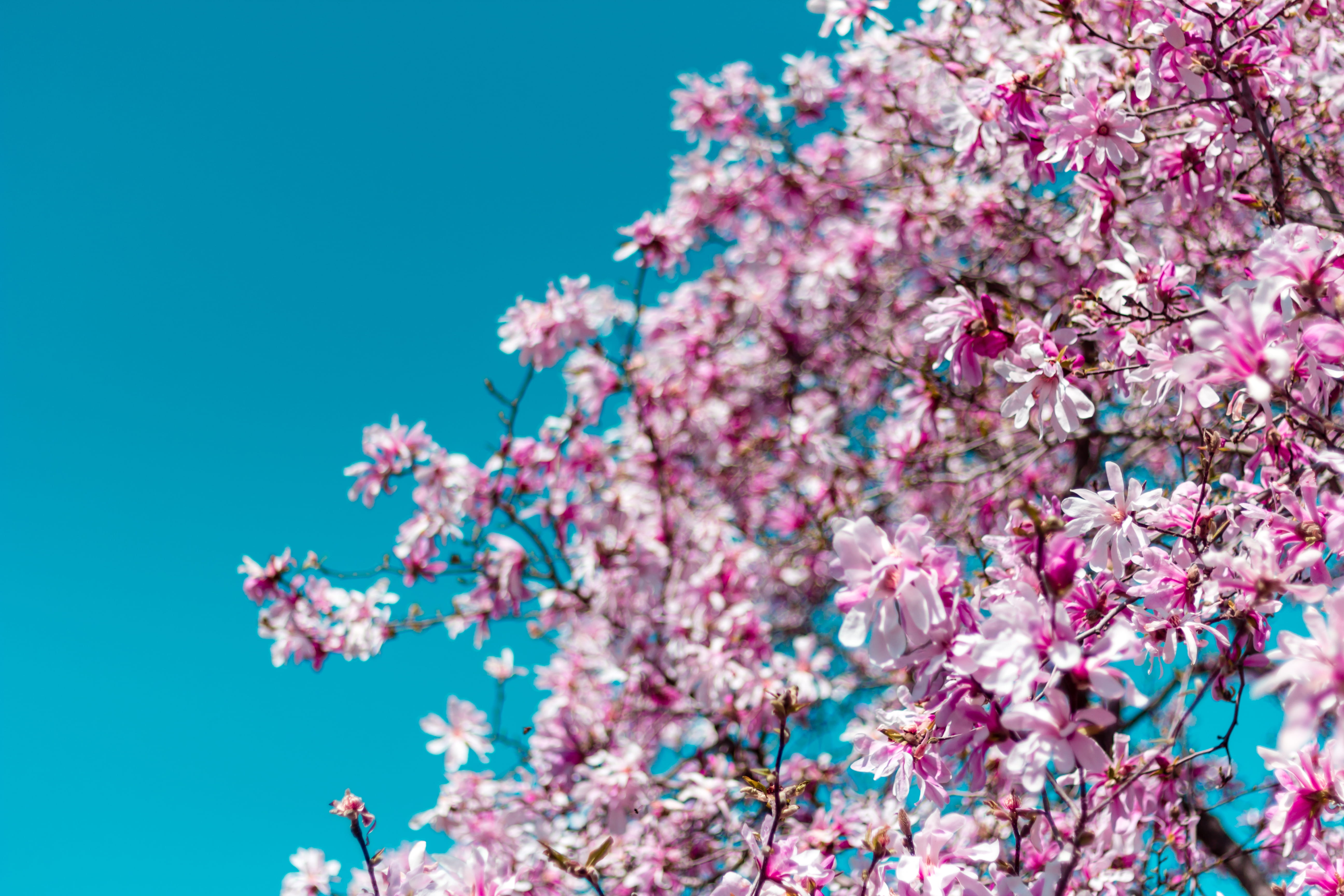 flowers, flowering plant, garden, no people, tree, low angle view, beauty in nature, plant, cherry blossom, springtime, branch, blue, freshness, flower, HD Wallpaper