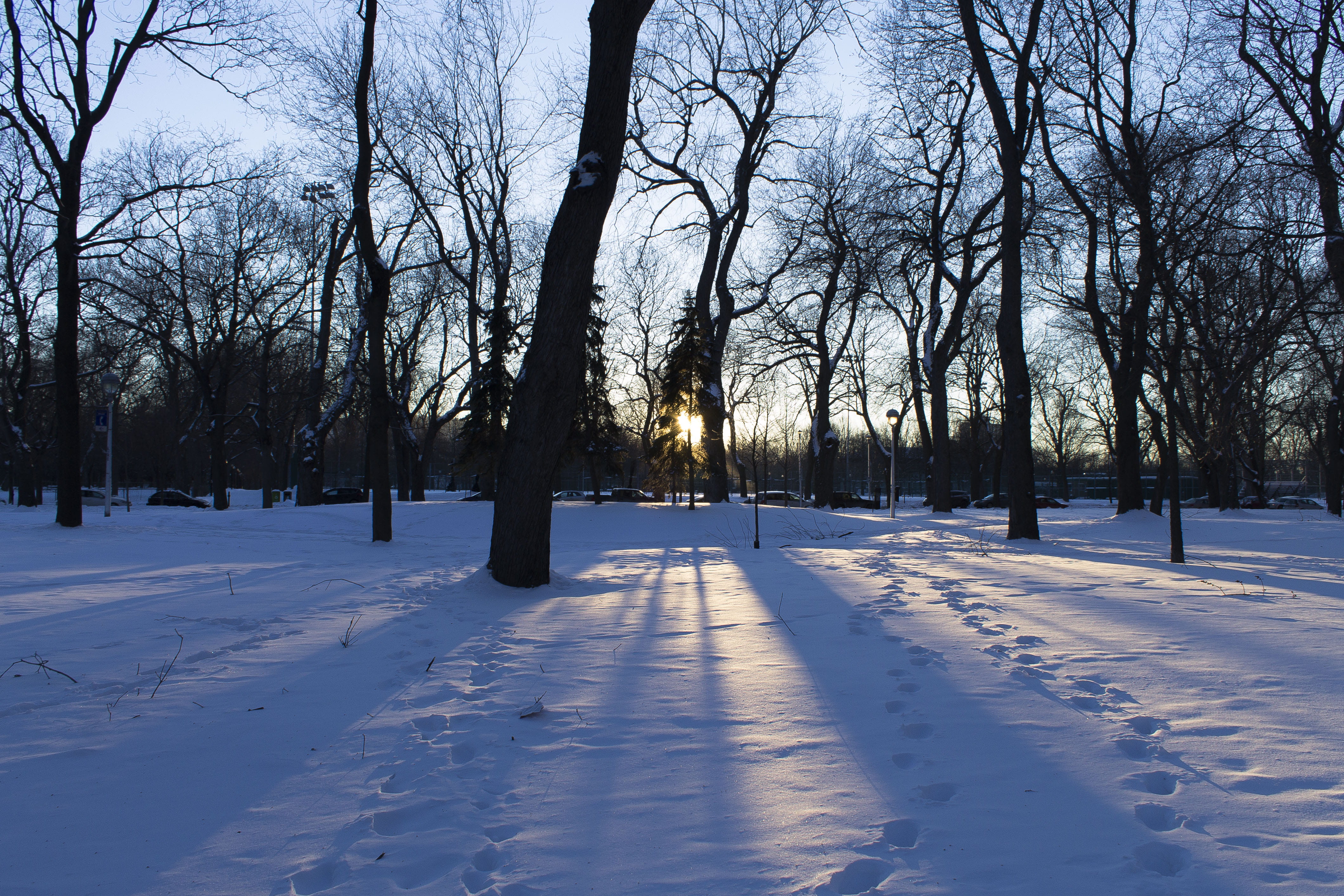 outdoors, sky, white color, land, tree trunk, sun, landscape, cold temperature, environment, no people, tree, canada, 4K, la fontaine park, snow, bare tree, HD Wallpaper