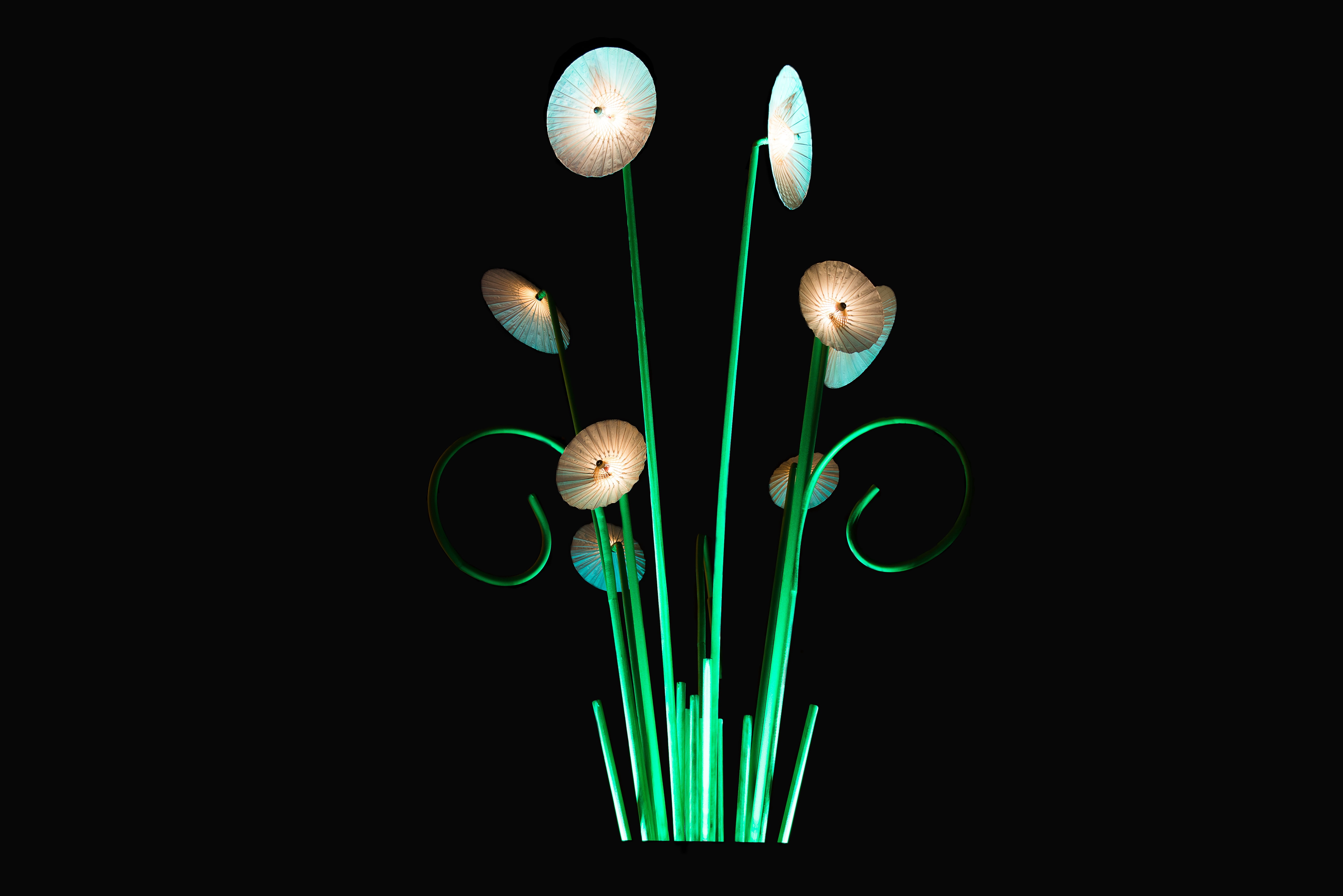 night, night photo, green color, black, 5K, black background, freshness, flowering plant, long exposure, animal, montréal, indoors, white flower, studio shot, HD Wallpaper