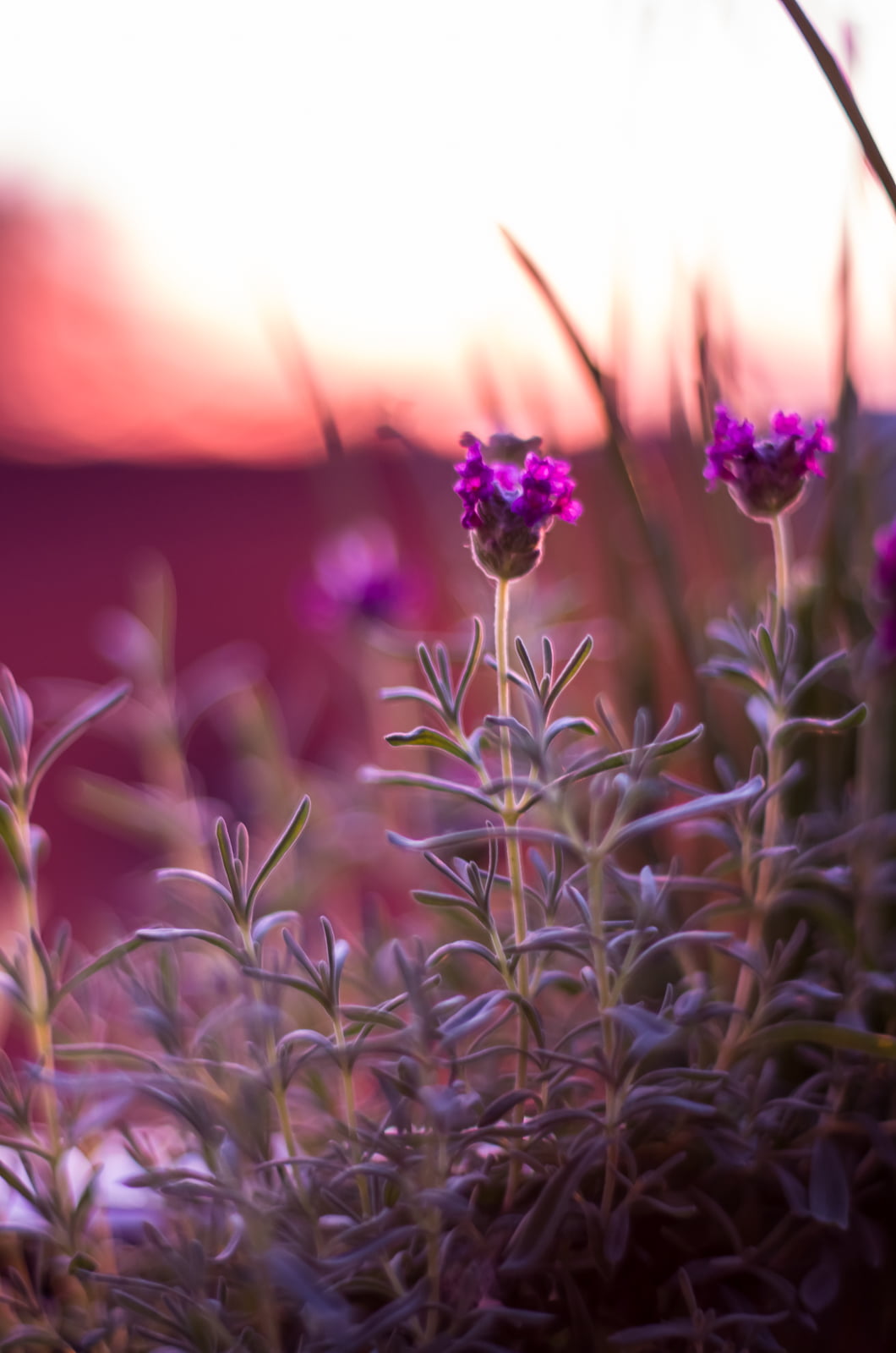 flower Head, mile-end  montreal, pink Color, nature, lens, plant, photography, purple, Flowers, flower, micro, purple  sunset, 720P, royal  purple, plateau mont-royal, Phone HD Wallpaper