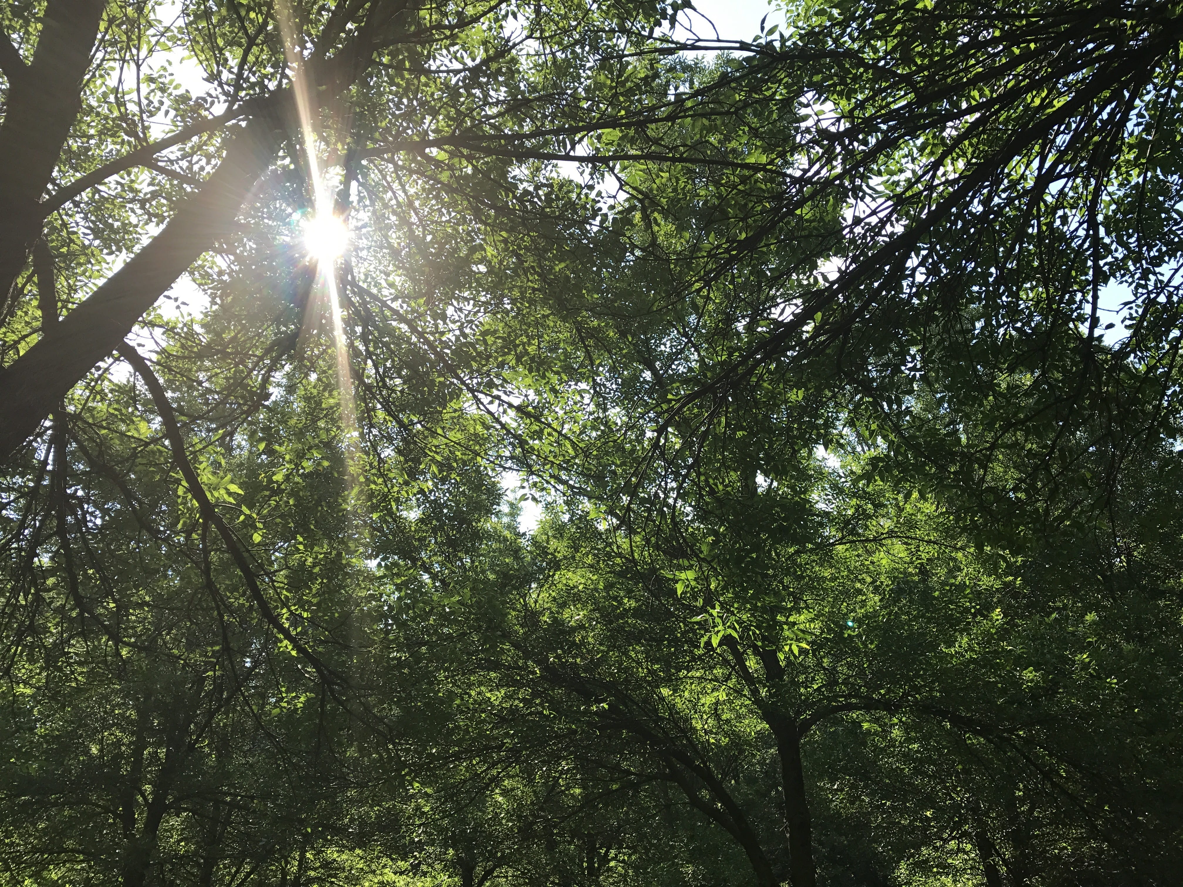 canada, no people, land, mont royal, tree trunk, sky, outdoor, park, scenic, foliage, beauty in nature, tree, idyllic, woodland, sun, day, green, sunlight, HD Wallpaper