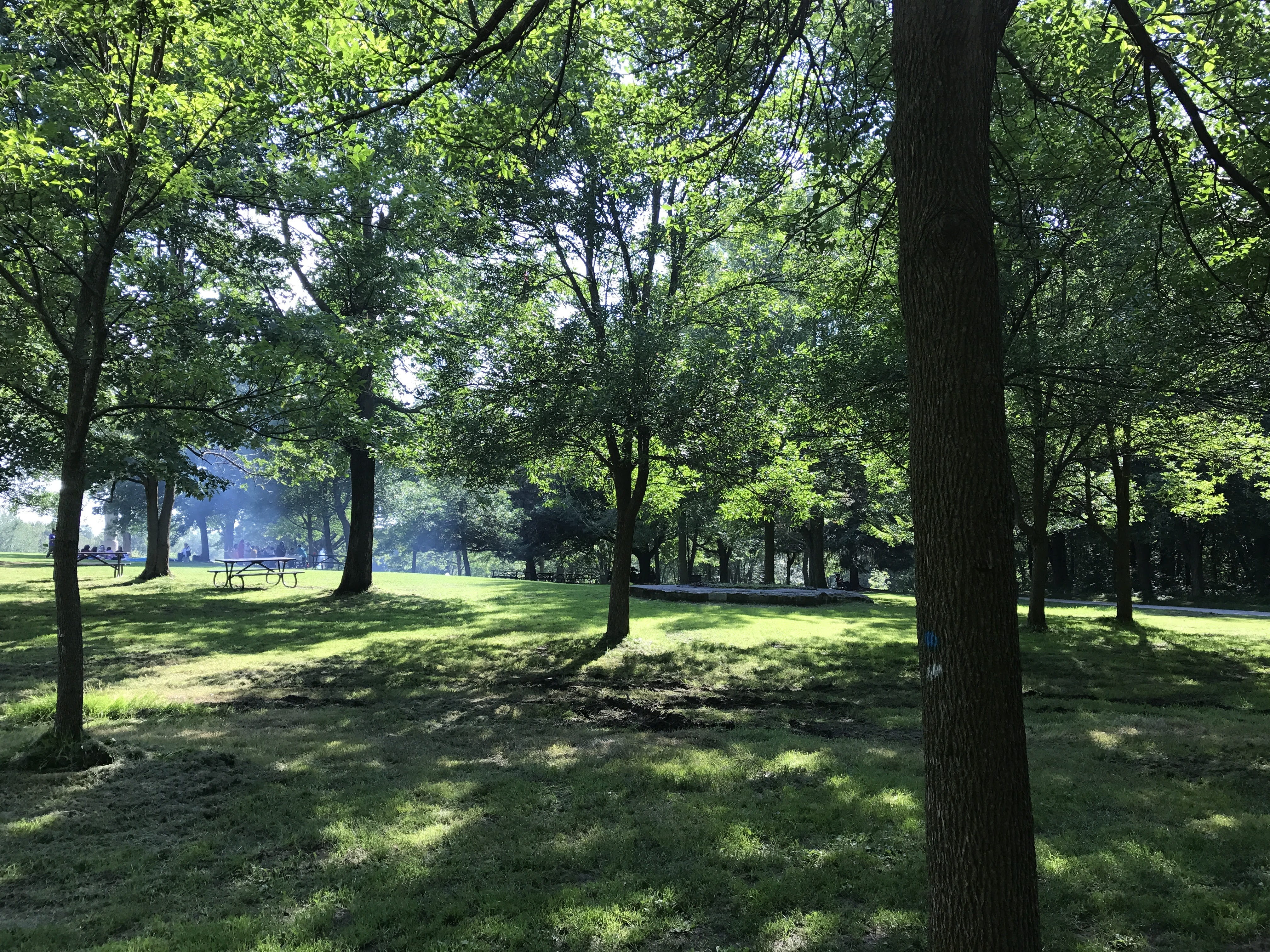 green, landscape, royal, attraction, no people, sunlight, tree, mont, tranquil scene, plant, day, mont royal, forest, tranquility, land, green color, nature, HD Wallpaper