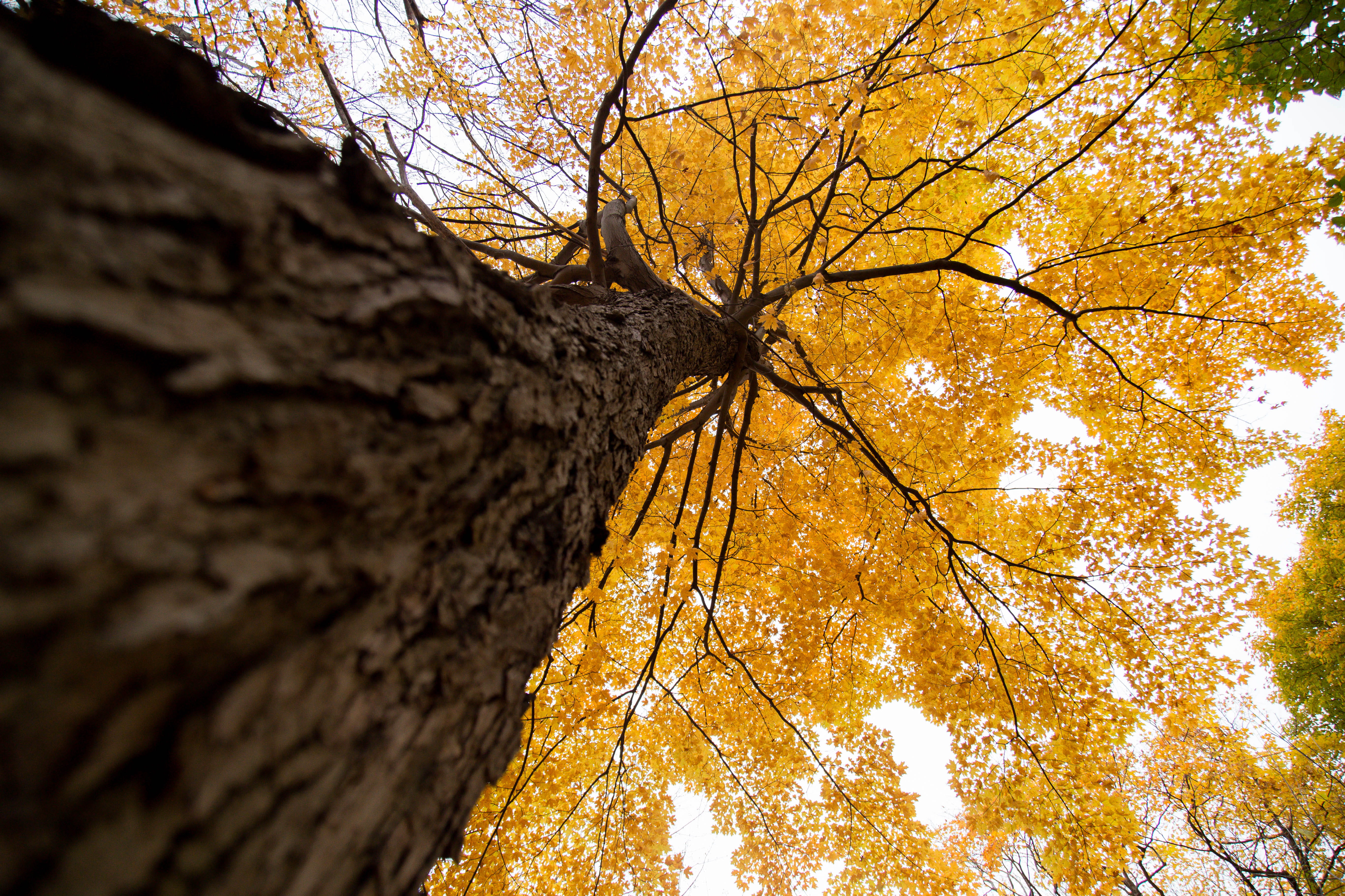 outdoors, mont-royal, montreal, 5K, beauty in nature, tree trunk, change, tranquility, bark, land, branch, tree canopy, low angle view, no people, growth, HD Wallpaper