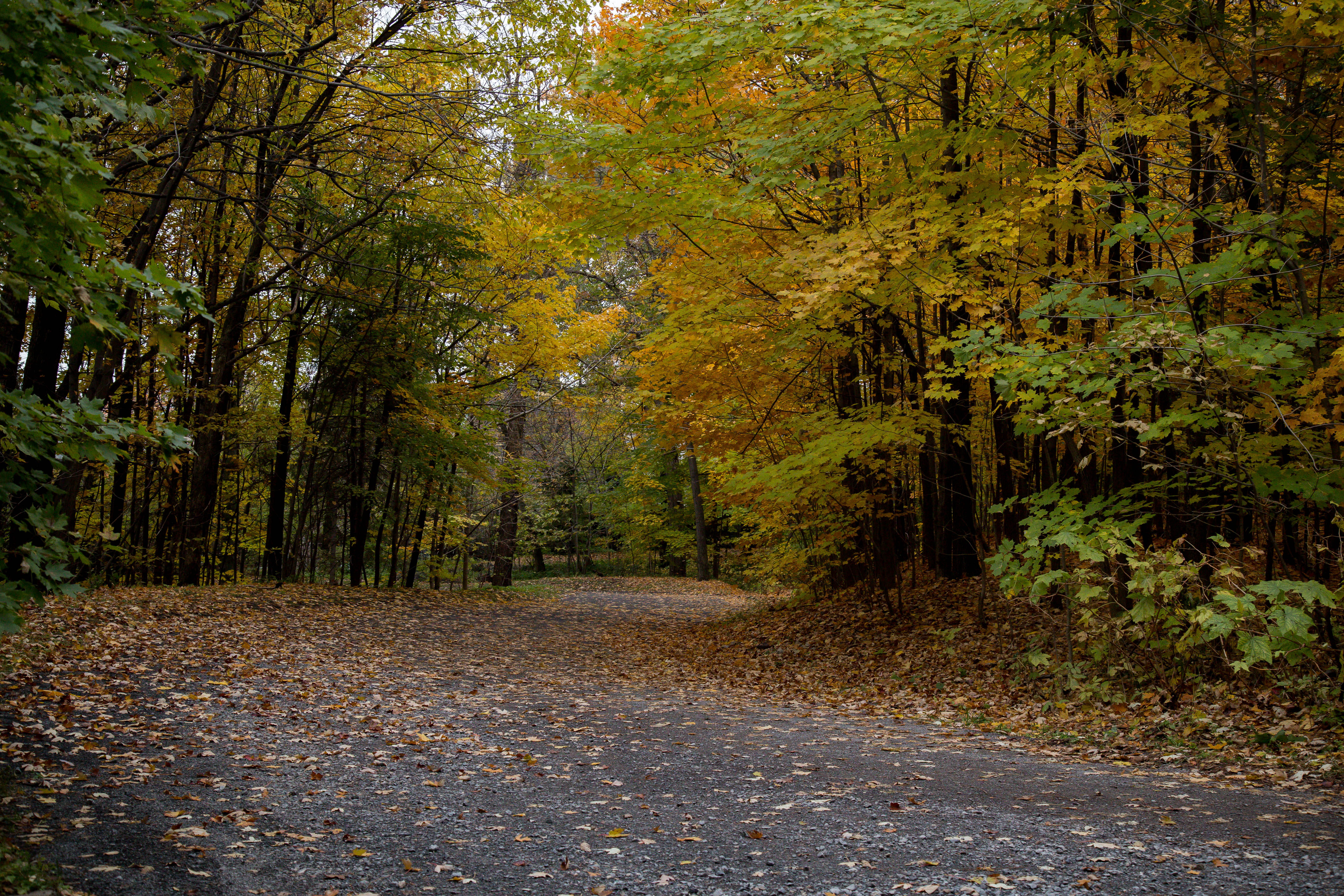 plant part, autumn, outdoors, tranquility, beauty in nature, woodland, non-urban scene, direction, mont royal, fall, nature, montreal, land, forest, plant, HD Wallpaper