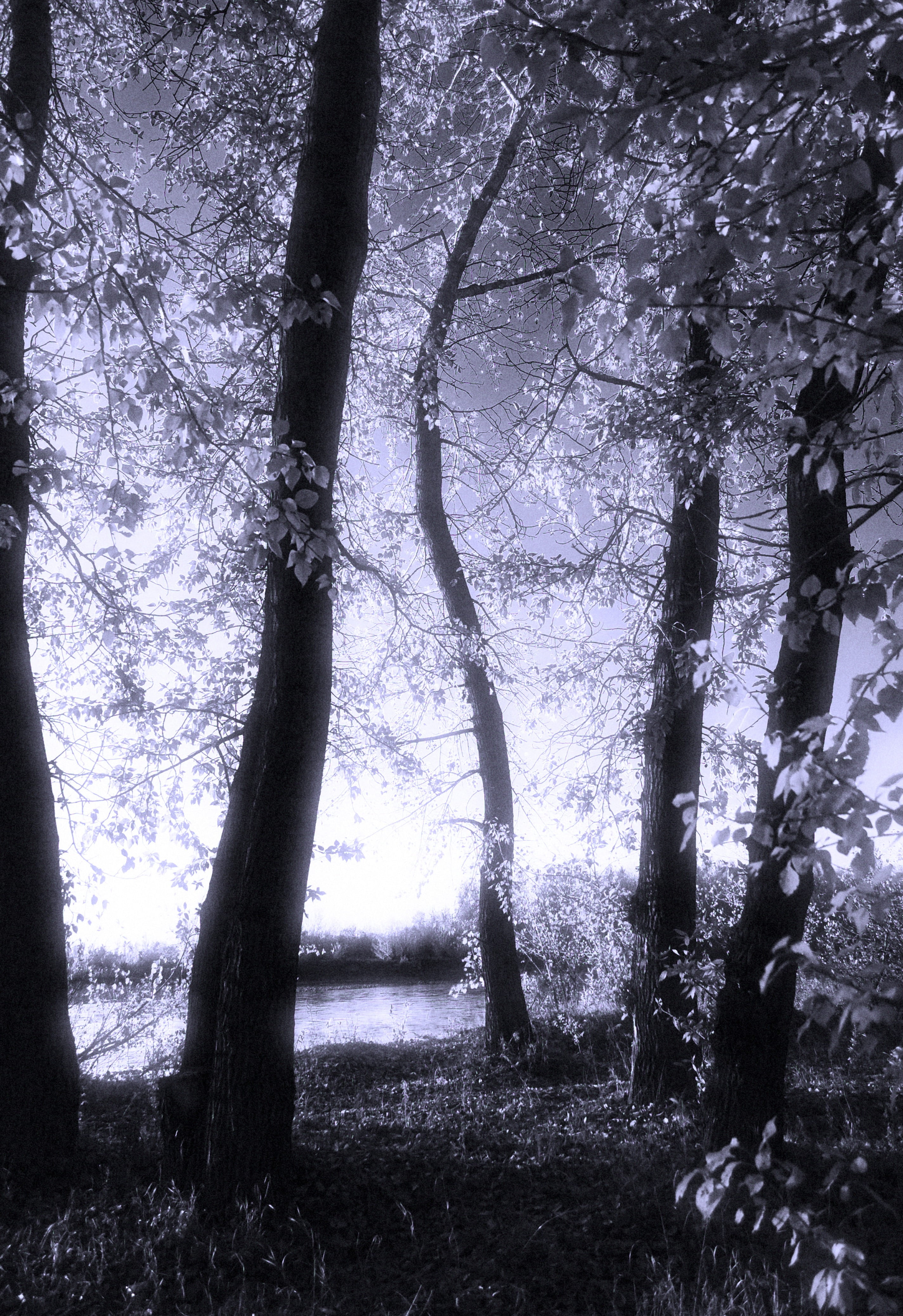 branch, infrared, nature, beauty in nature, trunk, plant, photo, blue, scenics - nature, growth, beauty, day, tree trunk, leaves, landscape, woodland, tree, Phone HD Wallpaper
