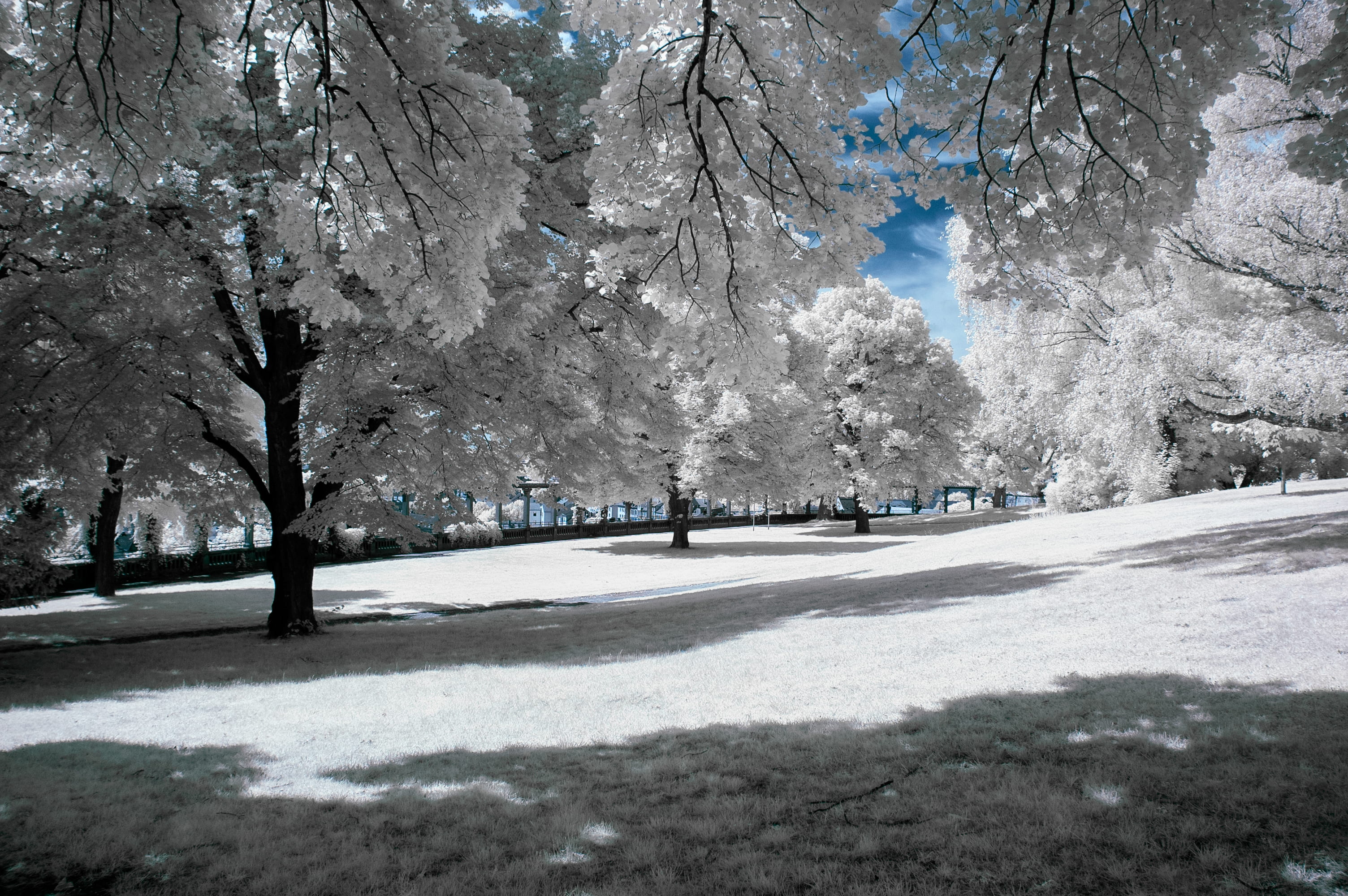 treelined, grass, 2K, fields, wintry, branch, no people, snow, beauty in nature, white color, park, architecture, trees, transportation, city, outdoors, HD Wallpaper