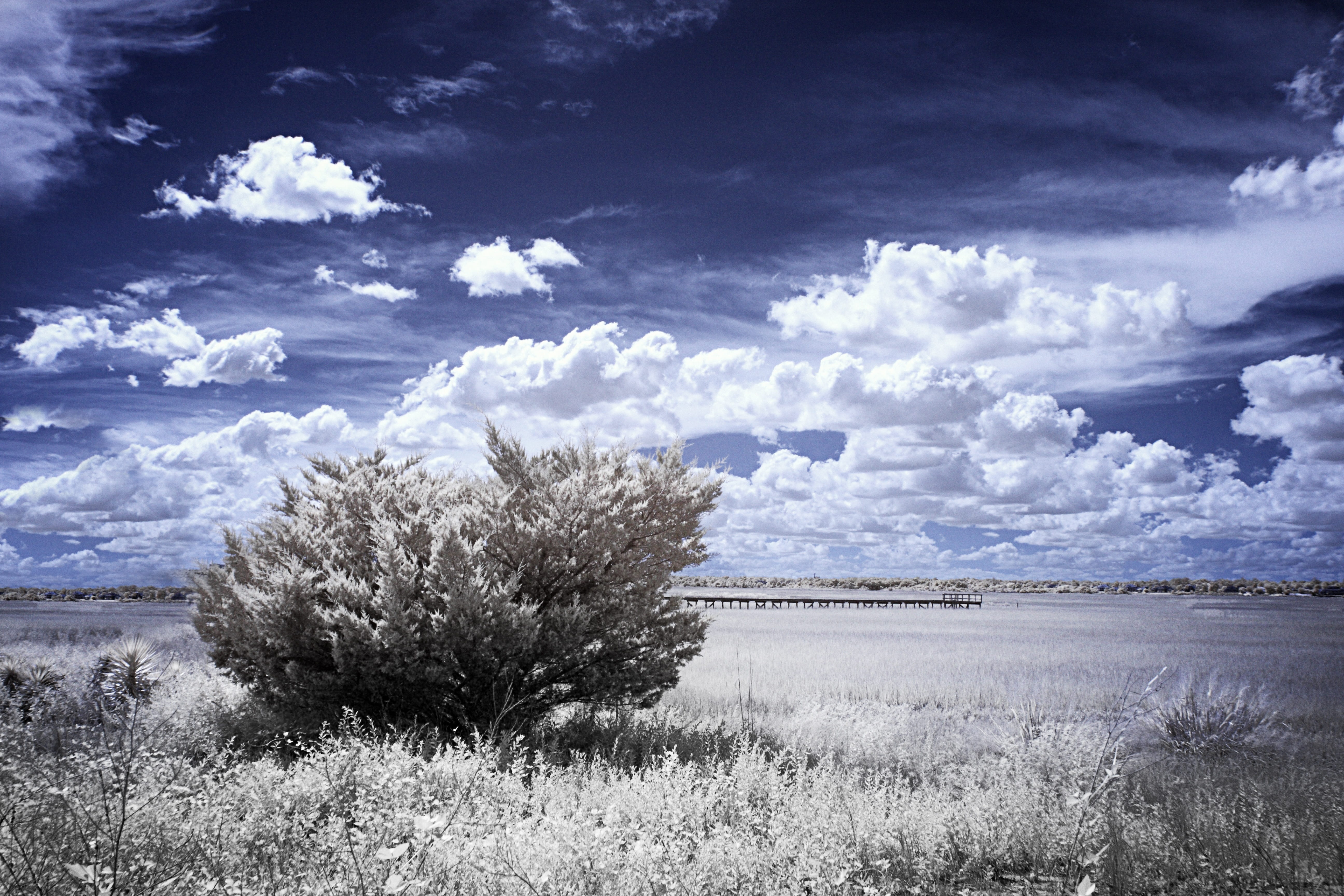 tree line, field, landscape, Pier, Marsh Grass, no people, nature, tranquil scene, tranquility, tree, grass, sunny sky, day, Low Tide, outdoors, 5K, Infrared, HD Wallpaper