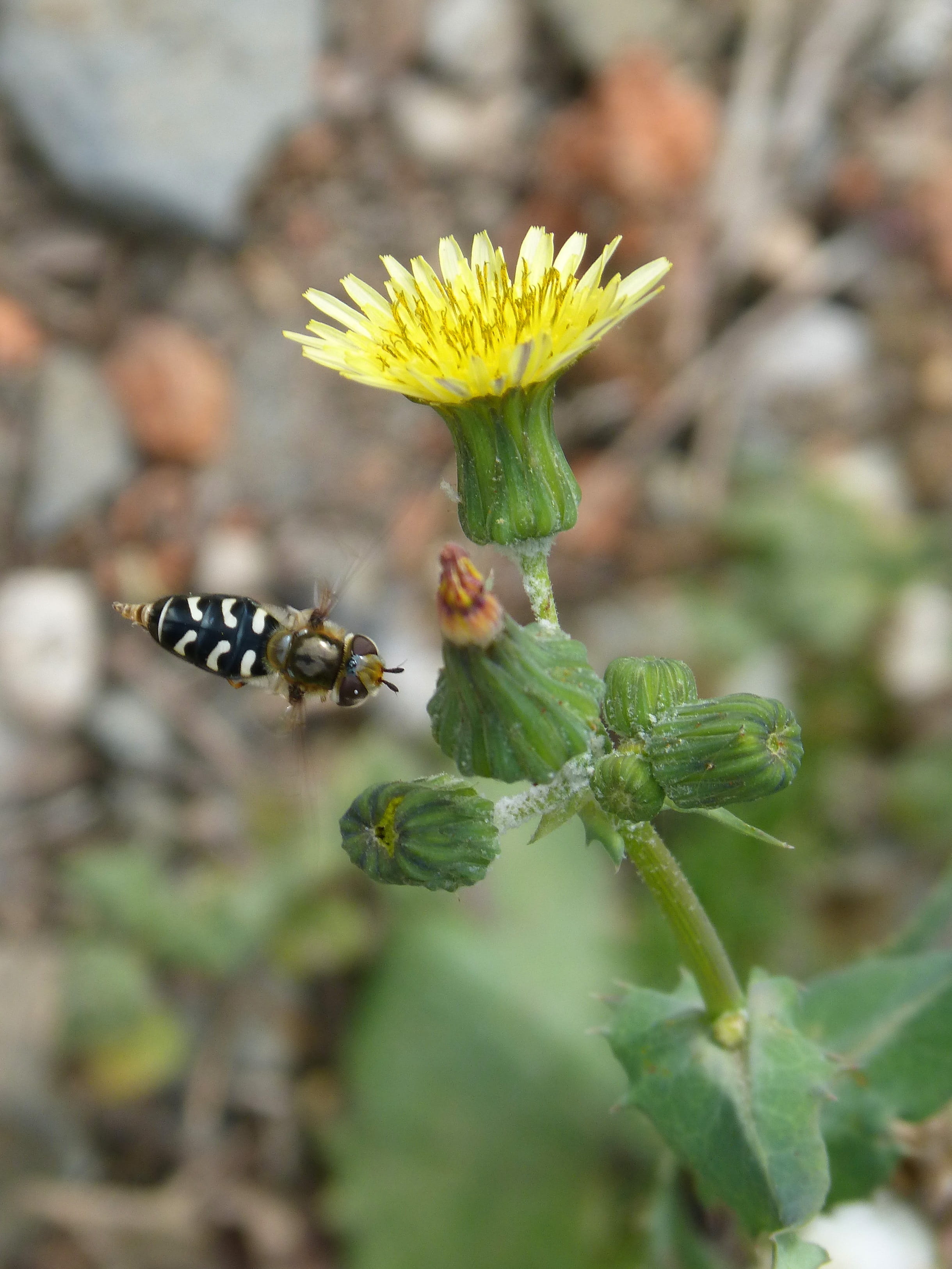 Hoverfly, animal wildlife, close-up, Flower, False, Flight, invertebrate, Fly, flower head, pollination, no people, Bee, focus on foreground, outdoors, Phone HD Wallpaper