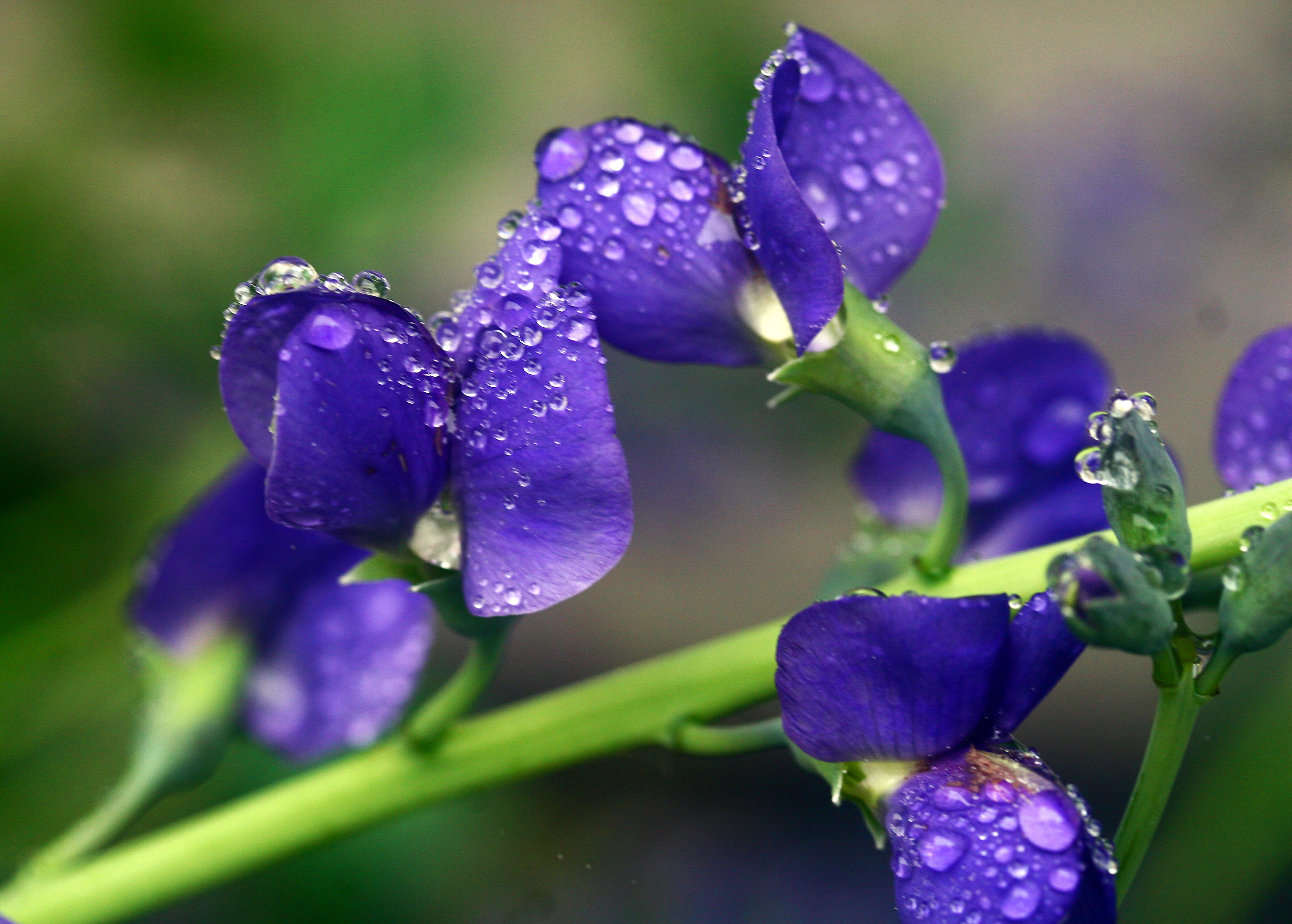 macro, flowers, macro shot, close-up, freshness, 2K, flower, wet, nature, purple, plant, springtime, green Color, shot, False Indigo, project, HD Wallpaper