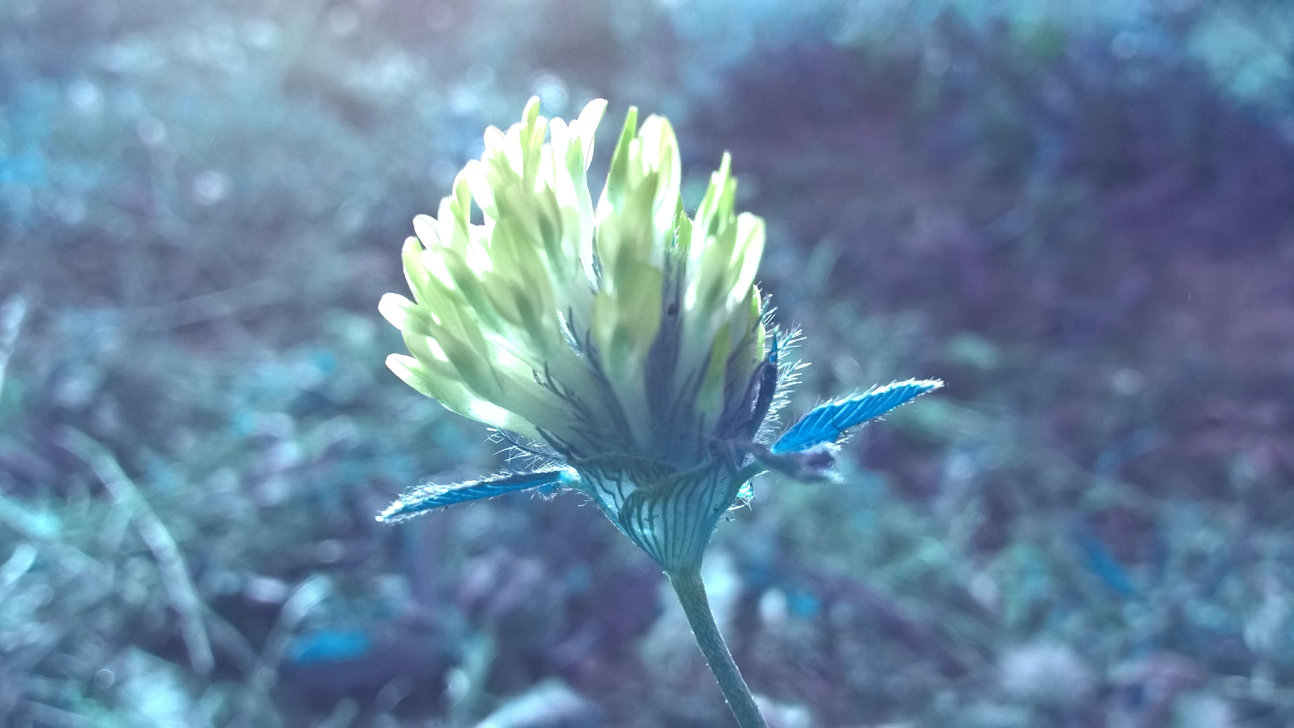 blue, focus on foreground, false color, softness, inflorescence, day, petal, fragility, vulnerability, growth, 4K, flower, golden, color, close-up, plant, HD Wallpaper